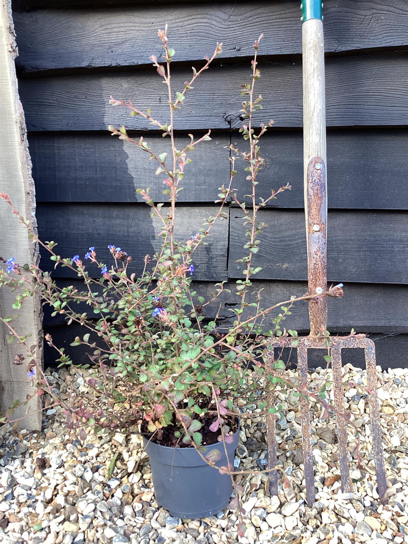 Ceratostigma griffithii | Griffith's plumbago - 20-80cm, 10lt
