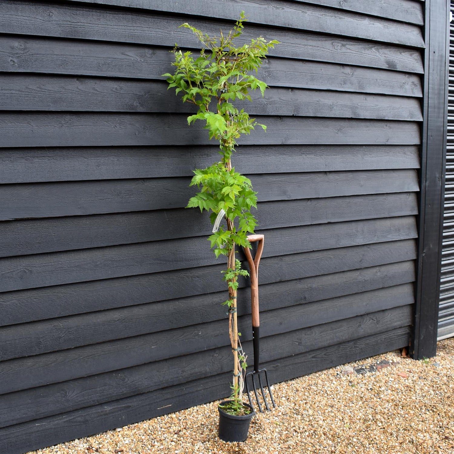 Campsis 'Madam Galen' - Deciduous Climber - Height 180-200cm - 9lt