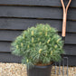 Pinus strobus 'Bergman's Mini' | Eastern White Pine - Height 20cm - Width 30cm - 15lt