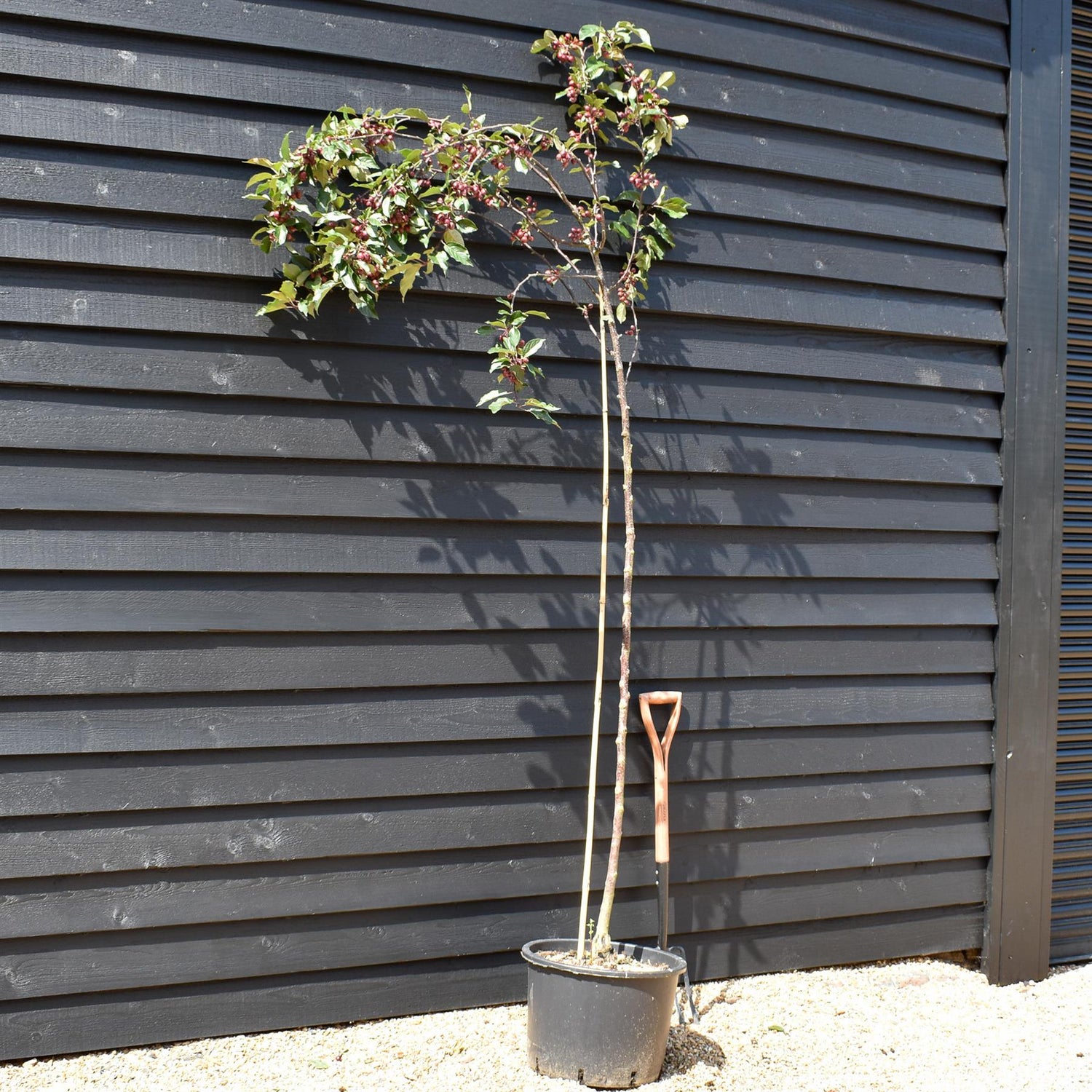 Pink Upright Crab Apple 'Red Obelisk' | Malus - Clear Stem - Height 250-300cm - Girth 6-8cm - 45lt