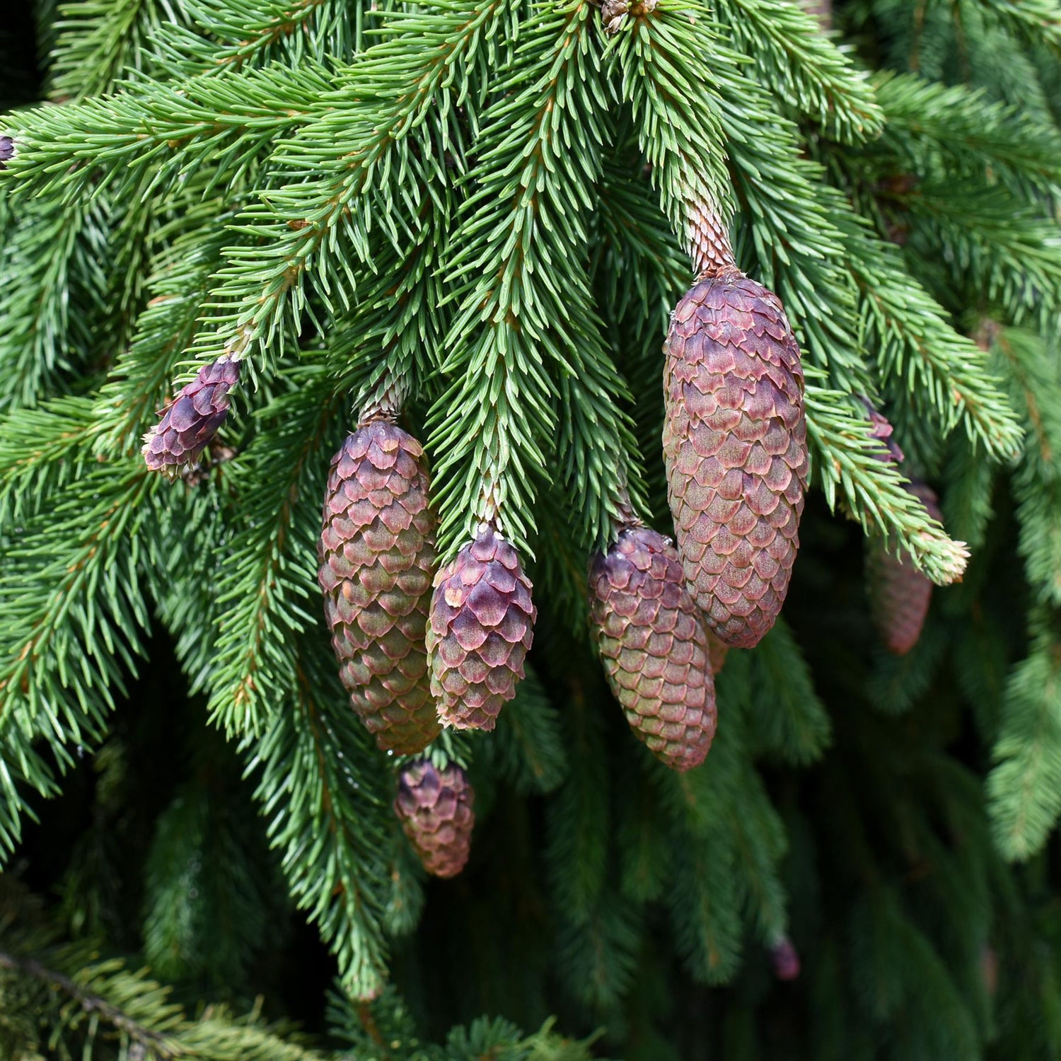 Picea abies 'Acrocona' - Height 160cm - Height to Ground 220cm- 230lt