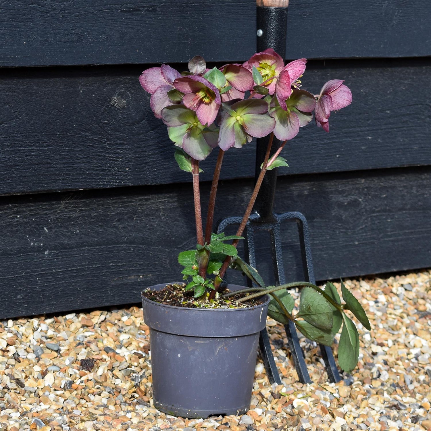 Helleborus 'Elemental' - Perennial - Height 40-50cm - 2lt
