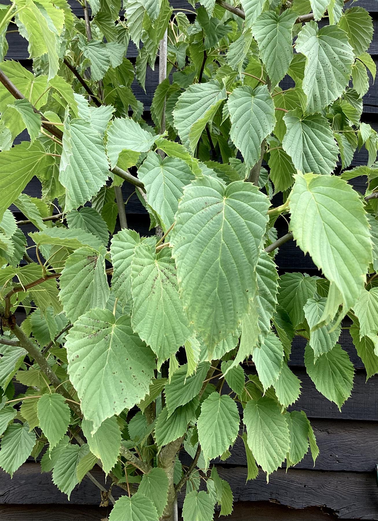Davidia involucrata | Dove Tree - 250-270cm, 50lt