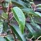 Prunus lusitanica 'Angustifolia' - 10lt