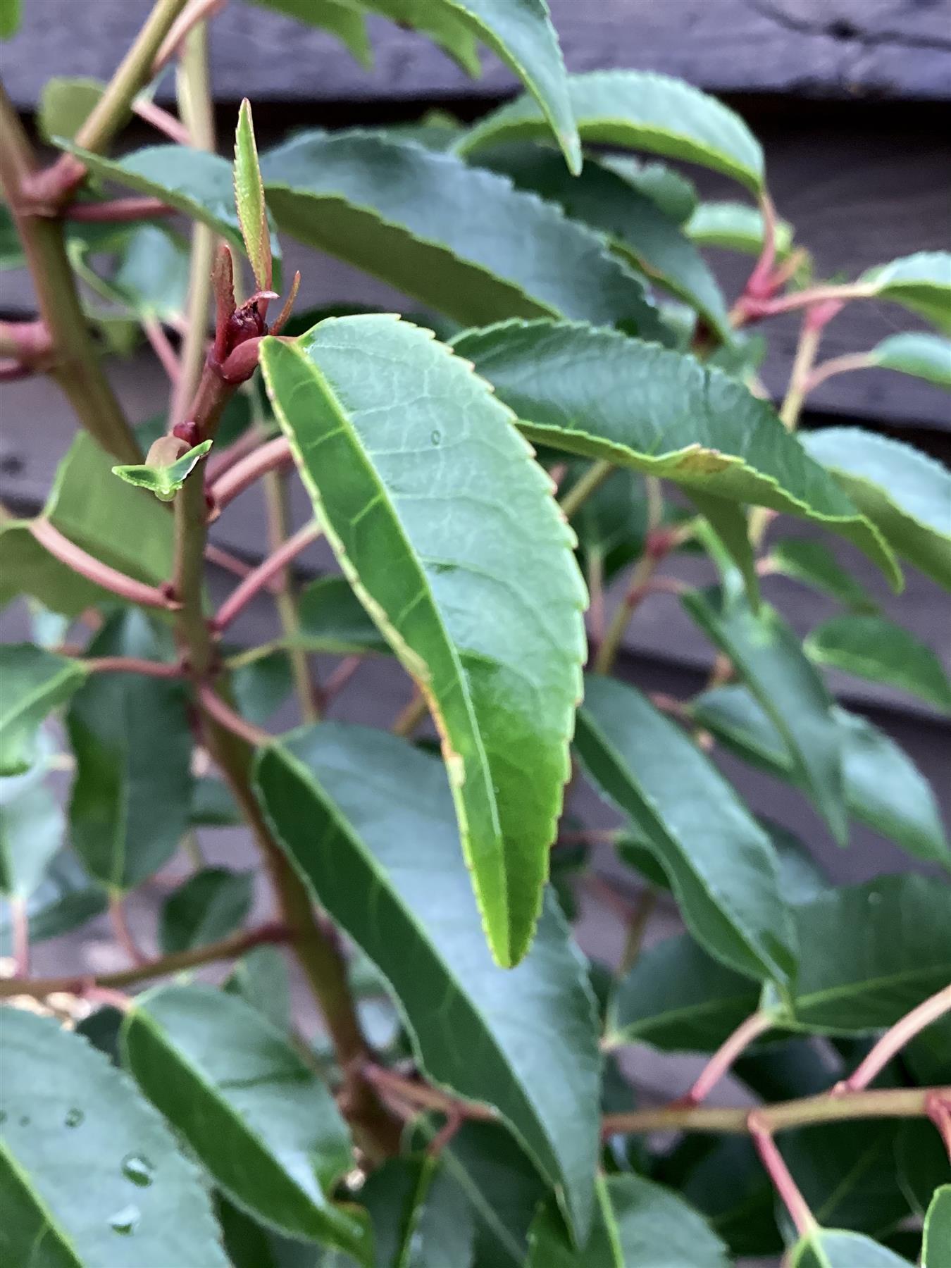 Prunus lusitanica 'Angustifolia' - 10lt