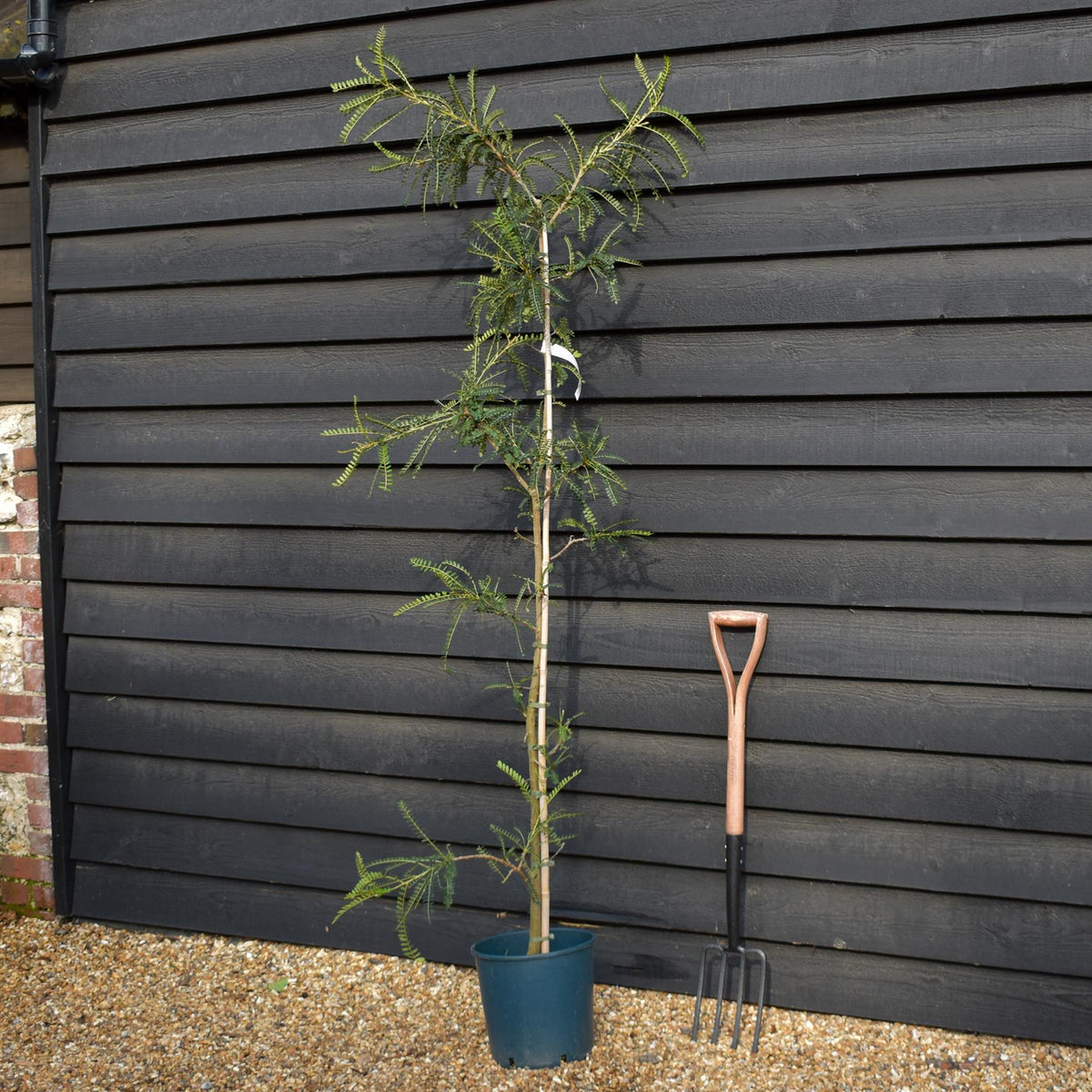 Sophora microphylla 'Sun King' - Height 190-210 - 12lt