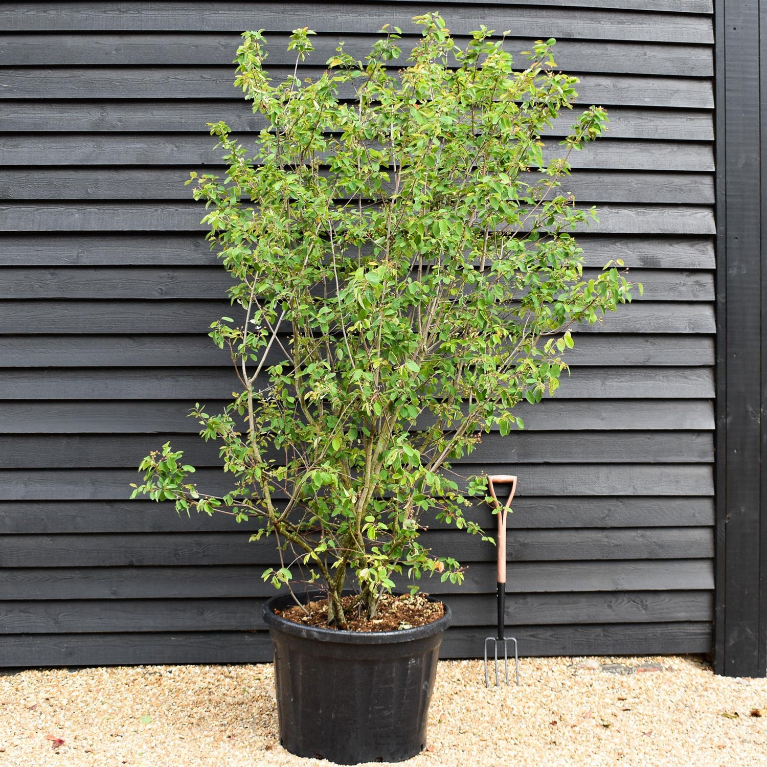 Amelanchier lamarckii -  Multistem - Height 230-240cm - 180lt
