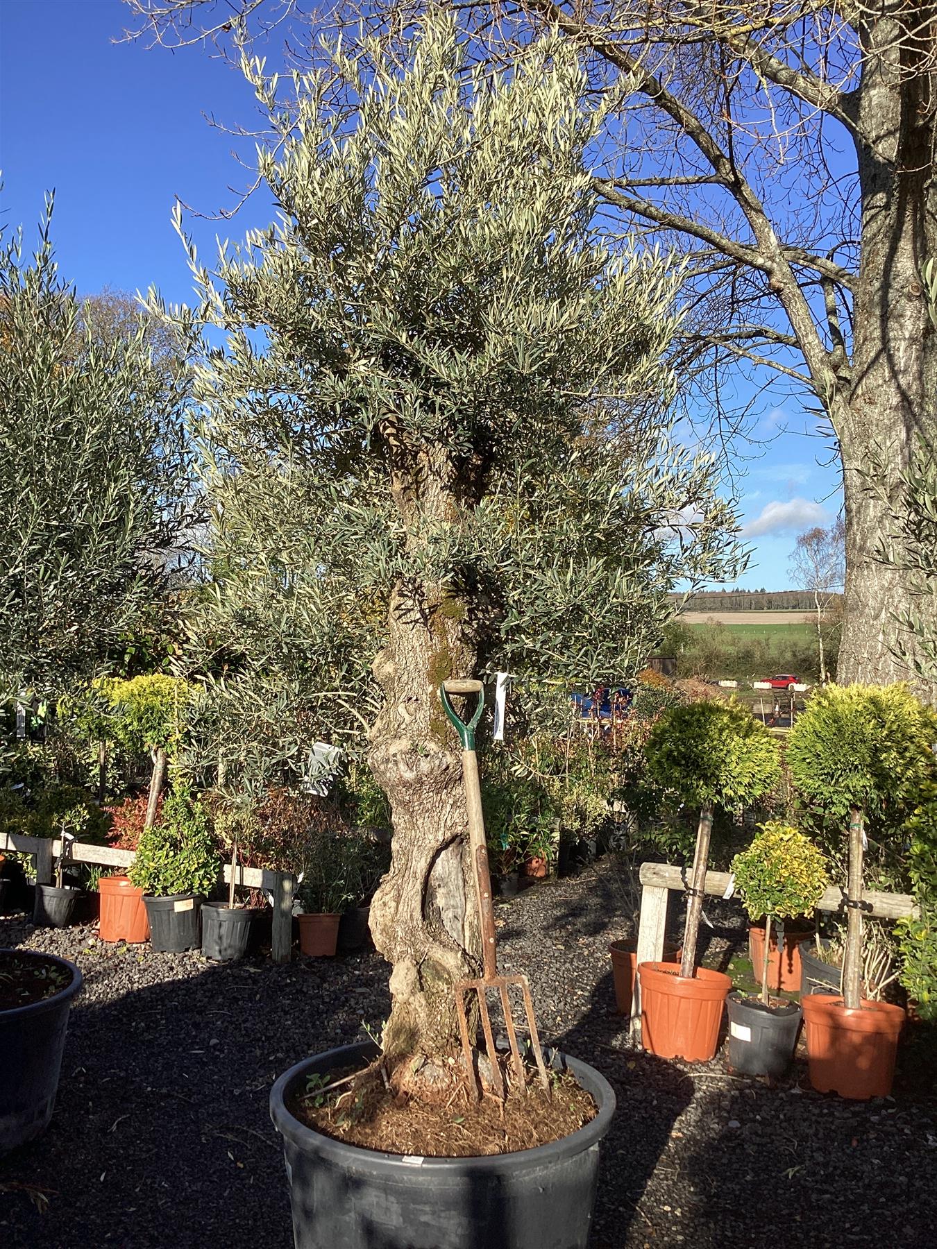Olive Tree | Olea Europea 1/2 Standard - 265-270cm, 230lt