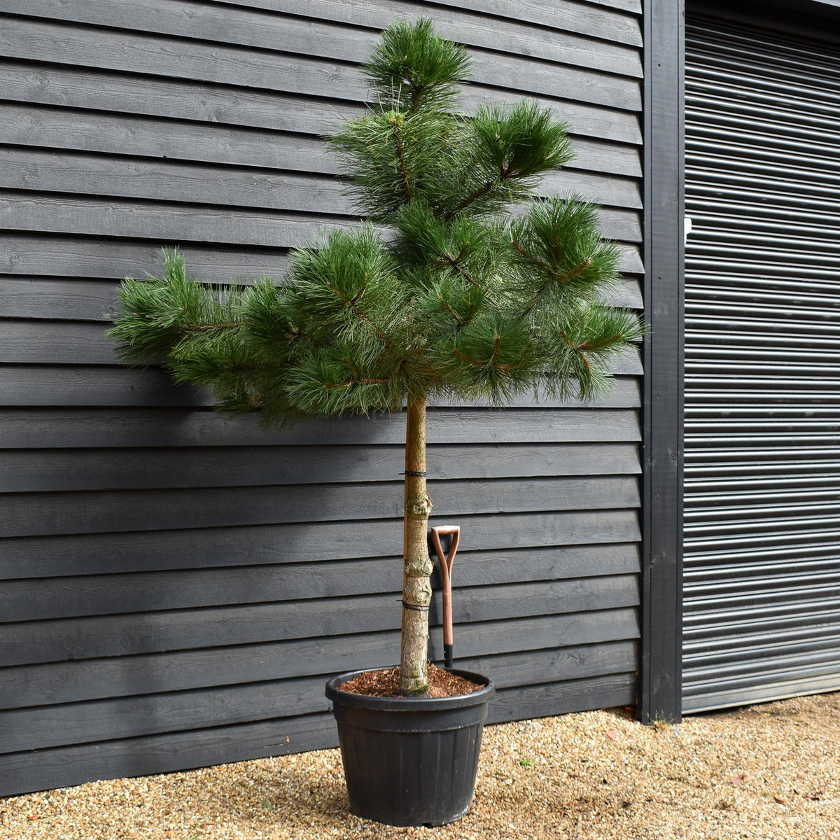 Pinus Nigra - Austrian Pine| European Black Pine - Height 220-250cm - Girth 16-18cm - 110lt