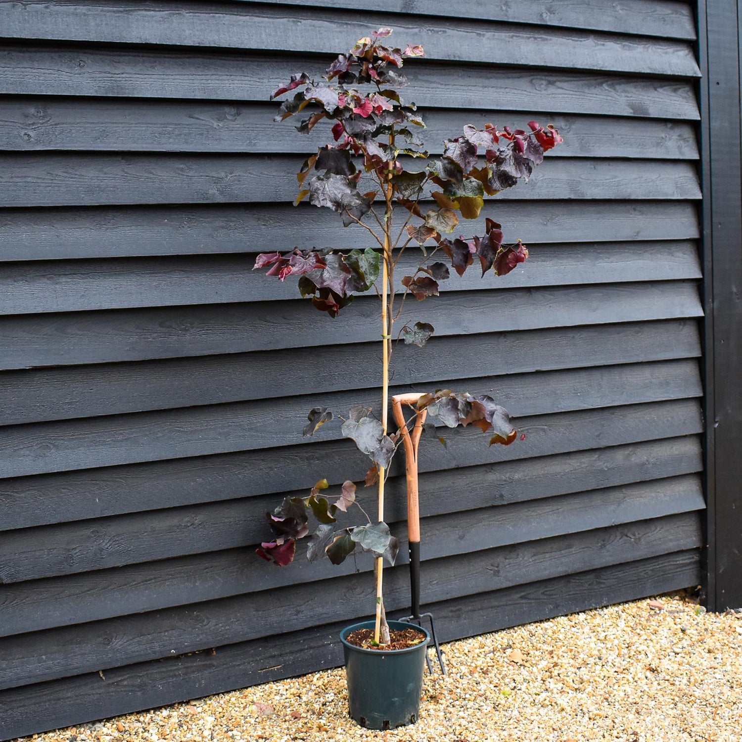 Cercis canadensis 'Ace of Spades' |  Judas trees - Height 170-190cm - Bushy - 12lt