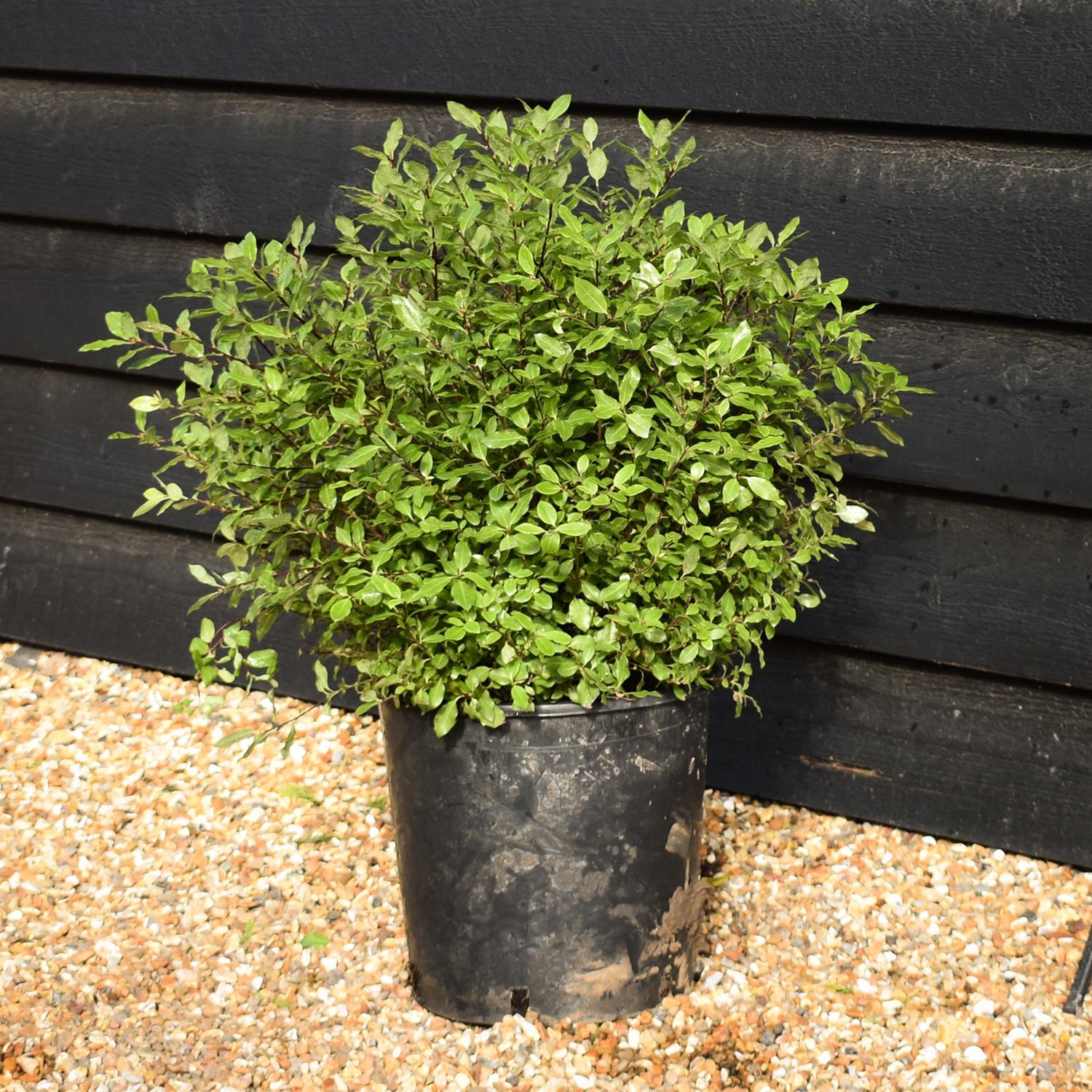 Pittosporum tenuifolium 'Midget' - Height 40-50cm - Width 40-50cm - 10lt