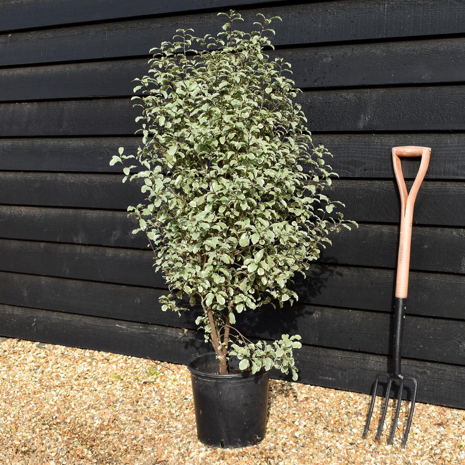 Pittosporum 'Silver Queen' - Height 110-130cm -12lt