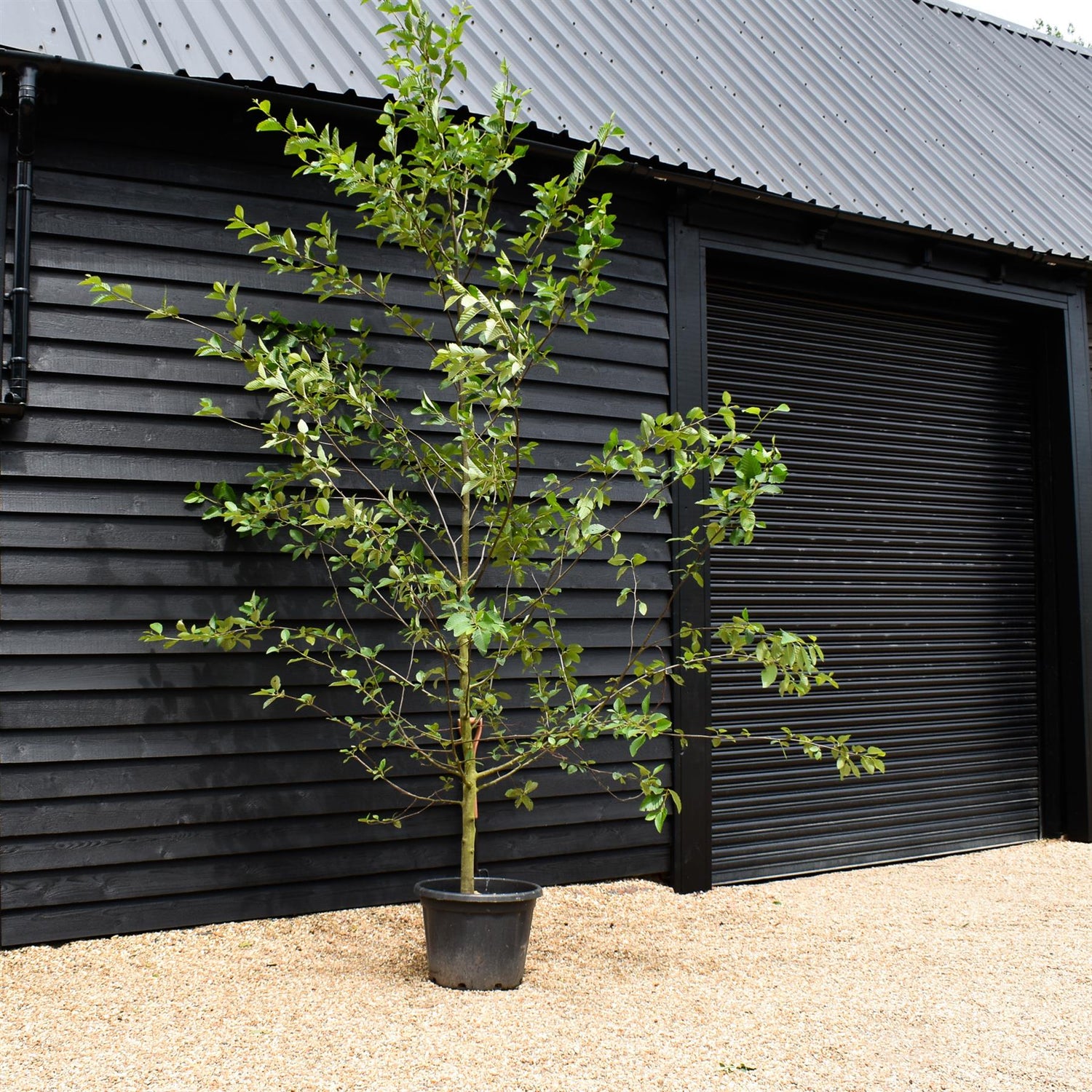 Red Alder | Alnus rubra - Height 300-350cm - Girth 10-12cm - 55lt