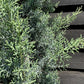 Cupressus arizonica var. glabra 'Glauca' | Arizona cypress 'Glauca' - 150-160cm, 20lt