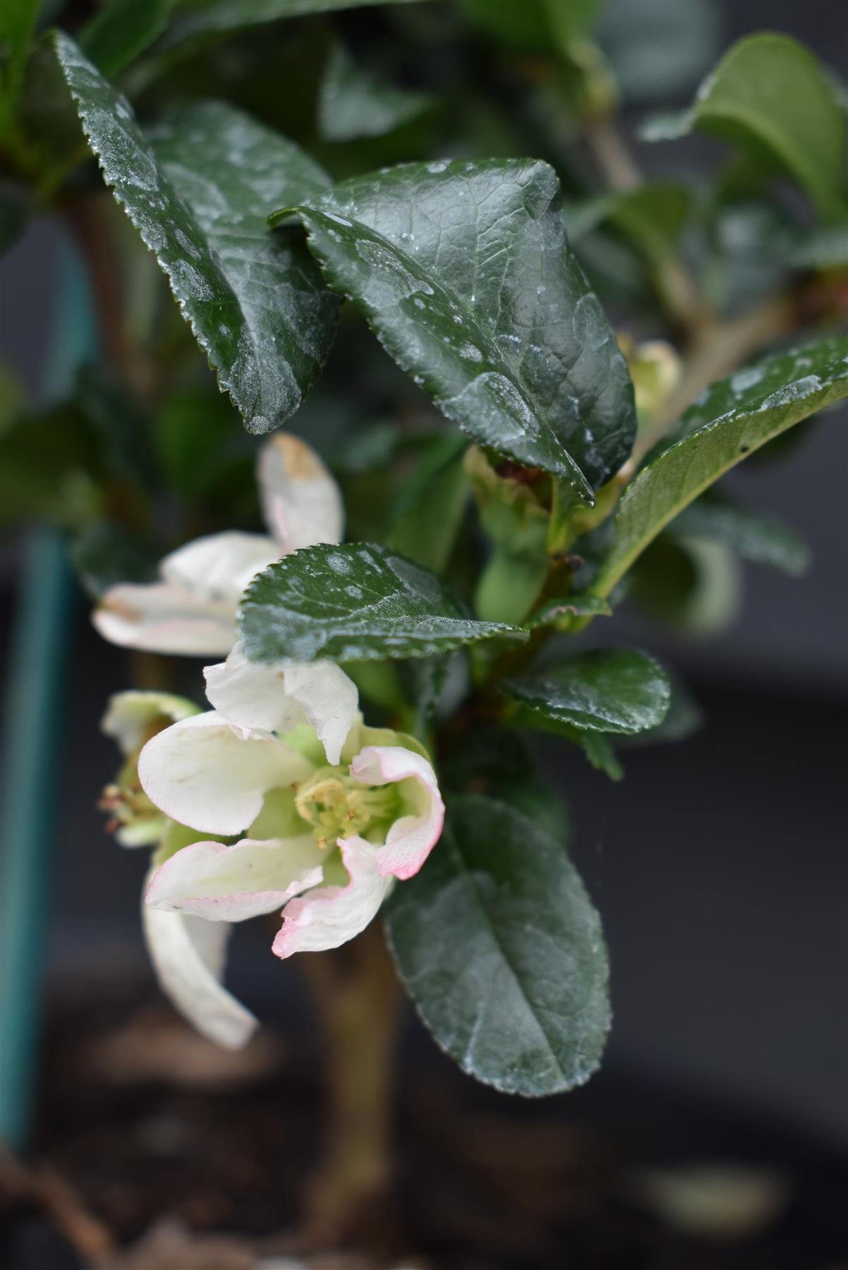 Chaenomeles | Japanese flowering quince 'Jet Trail' - 15-25cm - 3lt