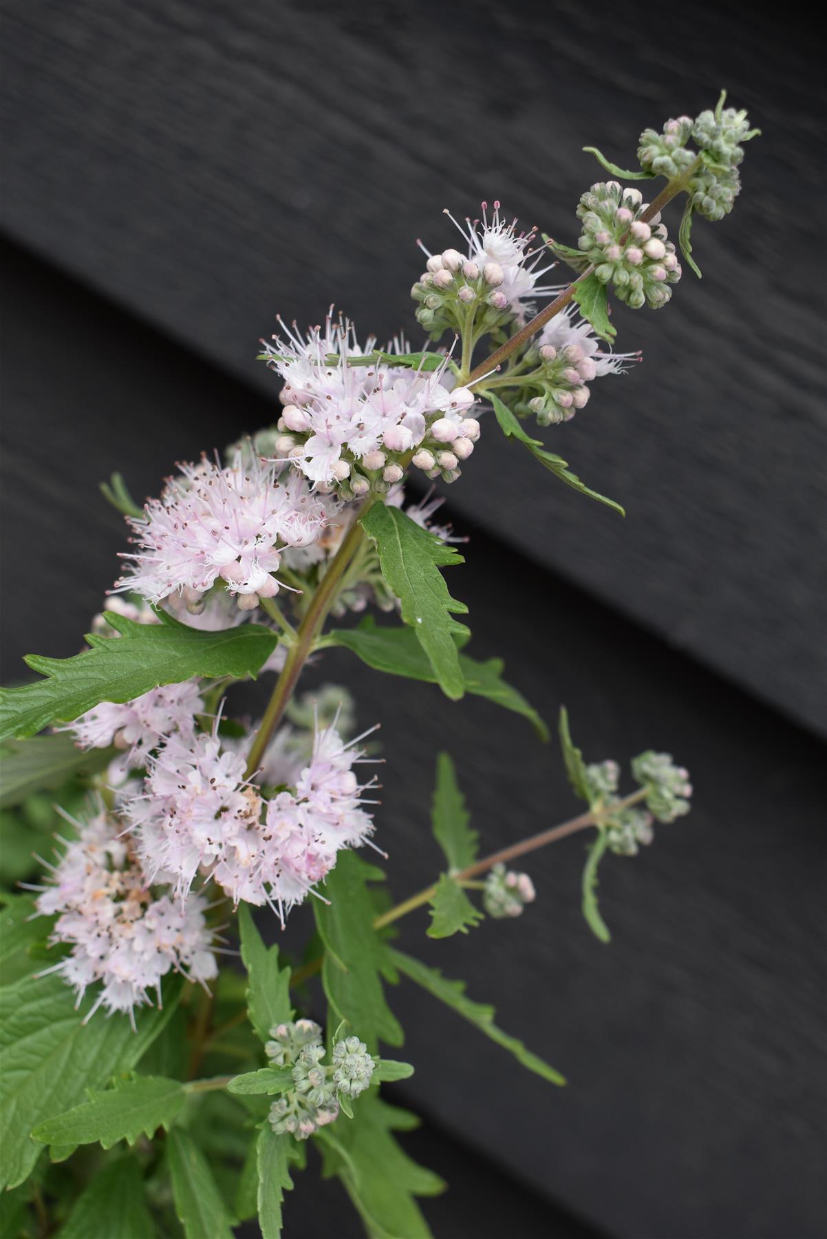 Caryopteris x clandonensis Pink Perfection - 20-30cm - 3lt