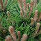 Pinus mugo 'Benjamin' | Dwarf mountain pine - Height 30-40cm - Width 30cm - 11lt