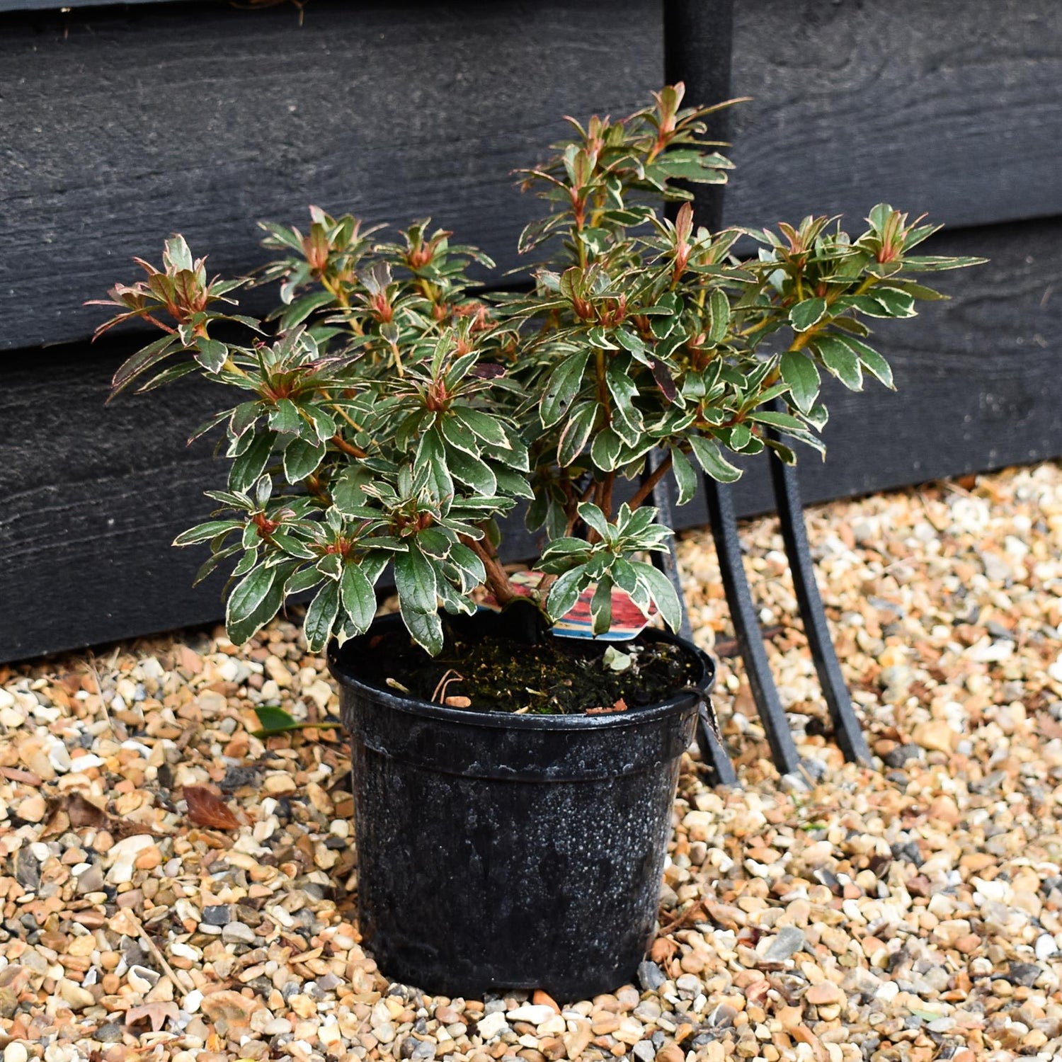 Azalea Japonica 'Hot Shot' - Height 15-20cm - Bushy - 2lt