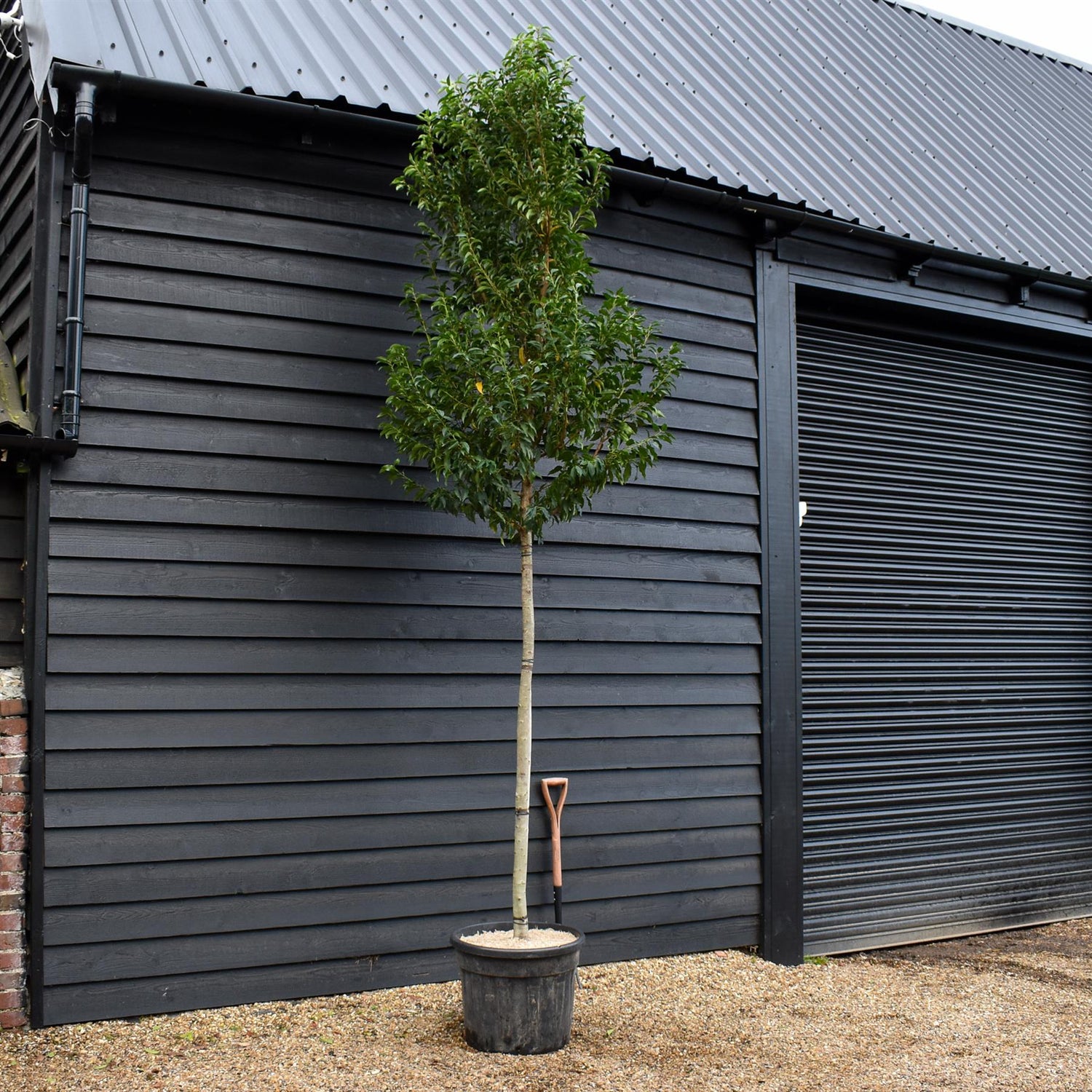 Portuguese Laurel | Prunus lusitanica 'Angustifolia' - Height 250-300cm - 70lt