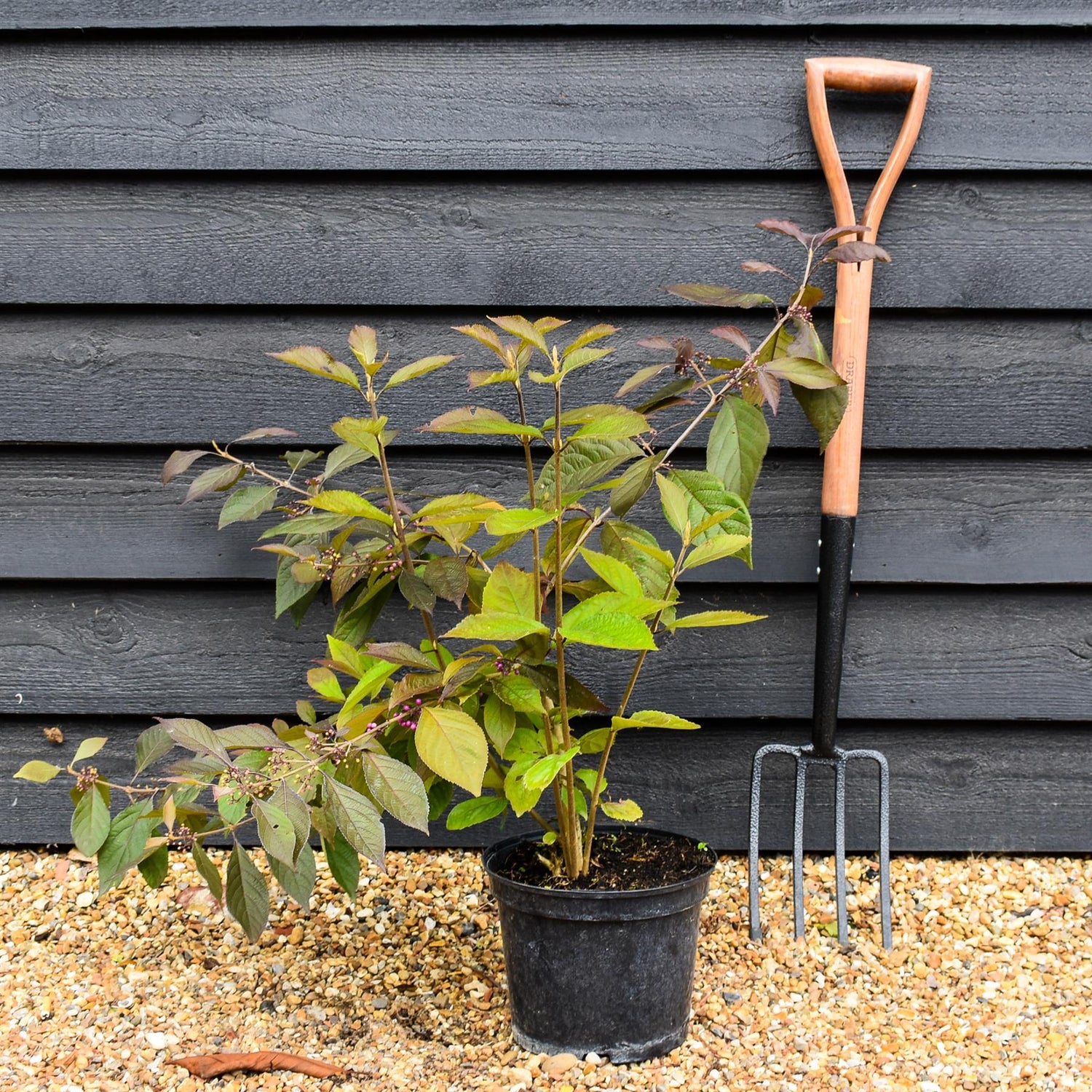 Callicarpa bodinieri var. giraldii 'Profusion' - 60-70cm, 3lt