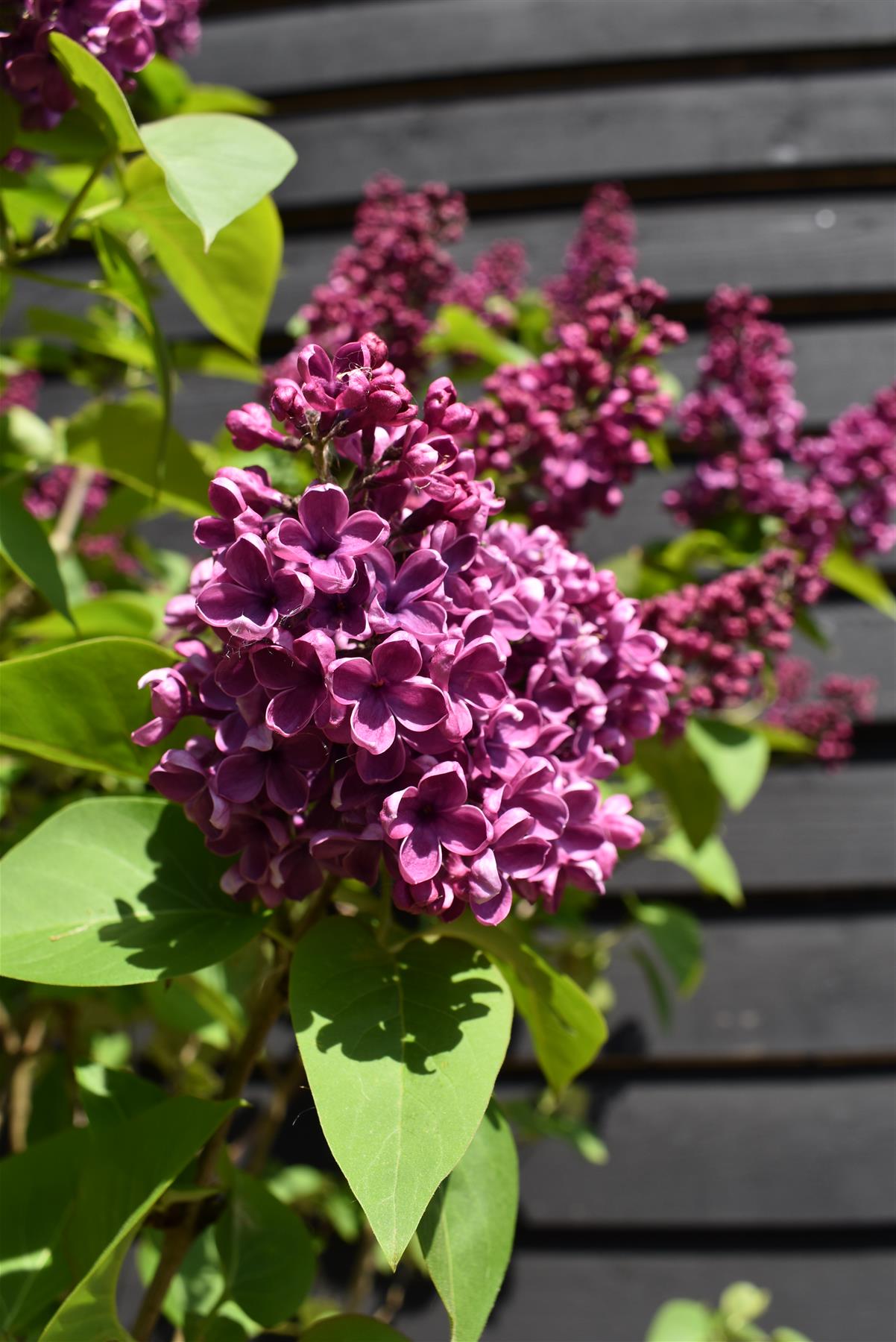 Syringa vulgaris 'Andenken an Ludwig Spath' - 200cm, 90lt