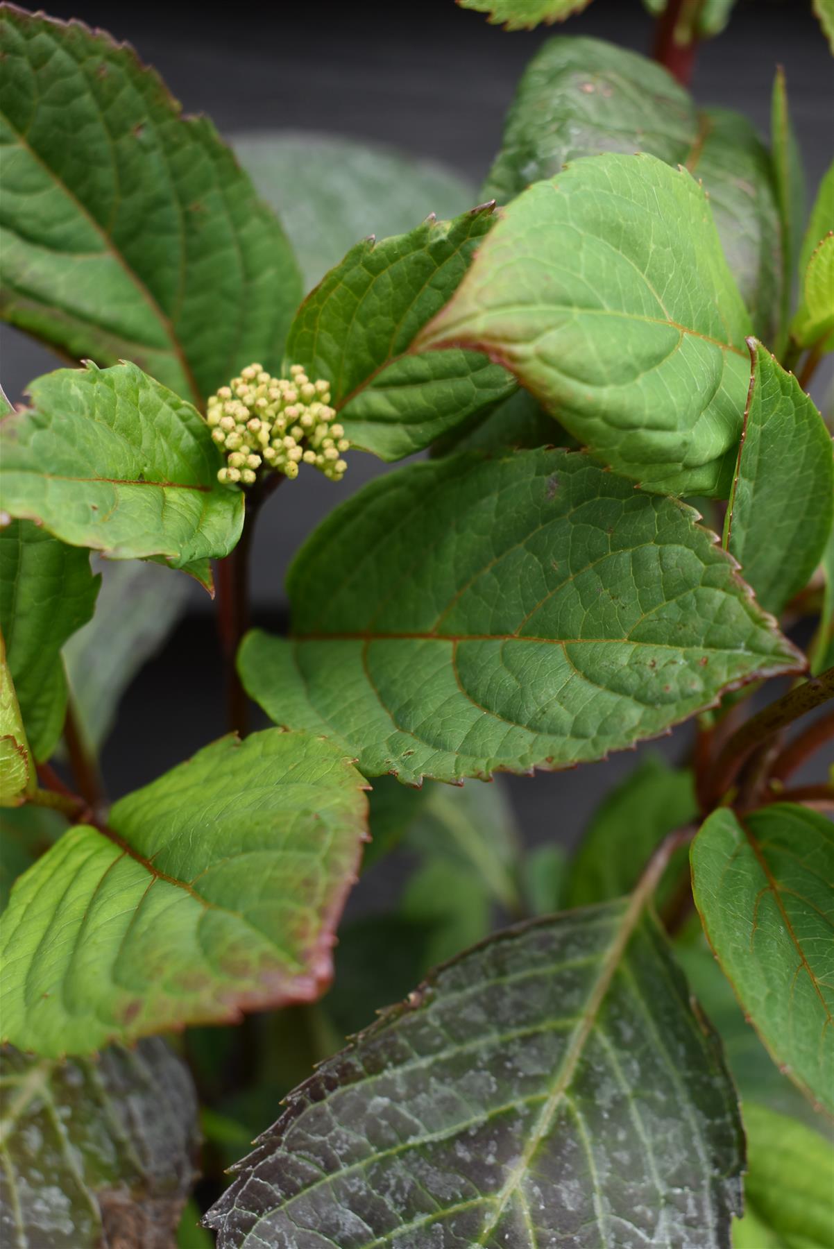 Hydrangea 'Preziosa' - 5lt