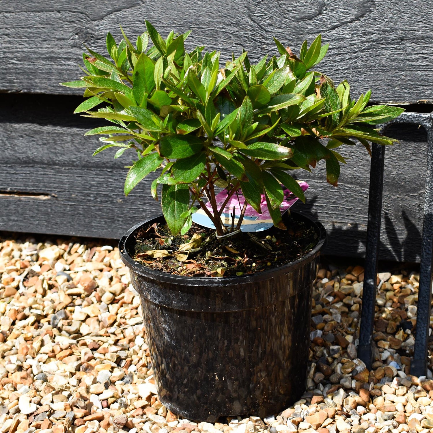 Azalea Japonica 'Blue Danube' - Height 10-20cm - Bushy - 2lt