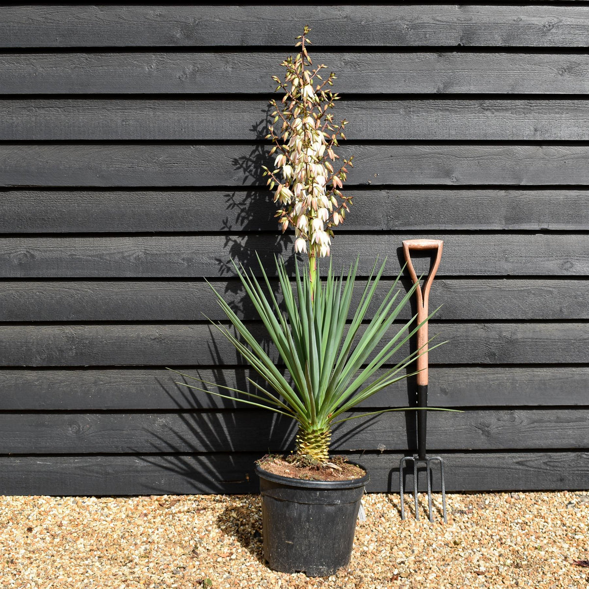 Yucca rigida 'Blue Sentry' - Height 50-60cm - 20lt