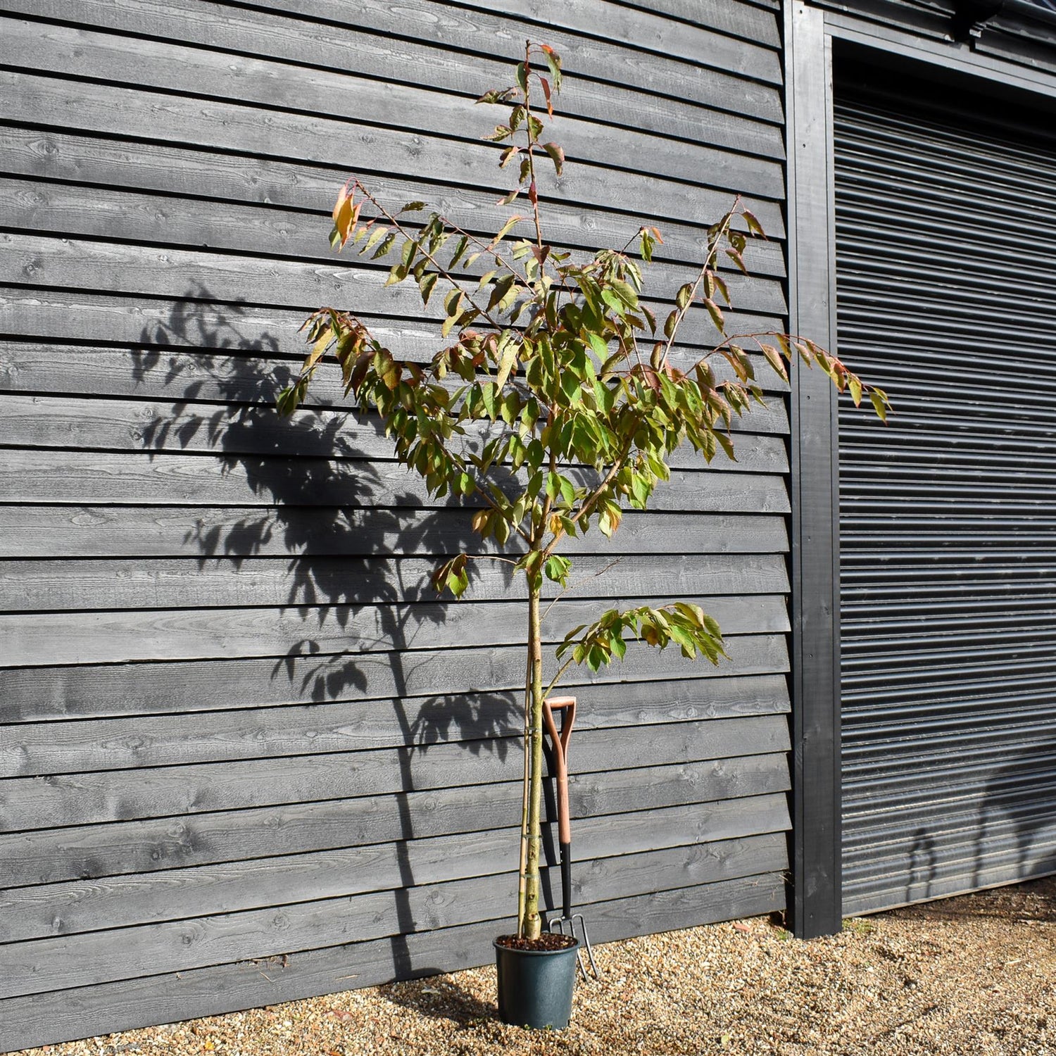 Cherry Blossom | Prunus Shogetsu (Shimizu-zakura) Sakura - 160-200cm - 12lt