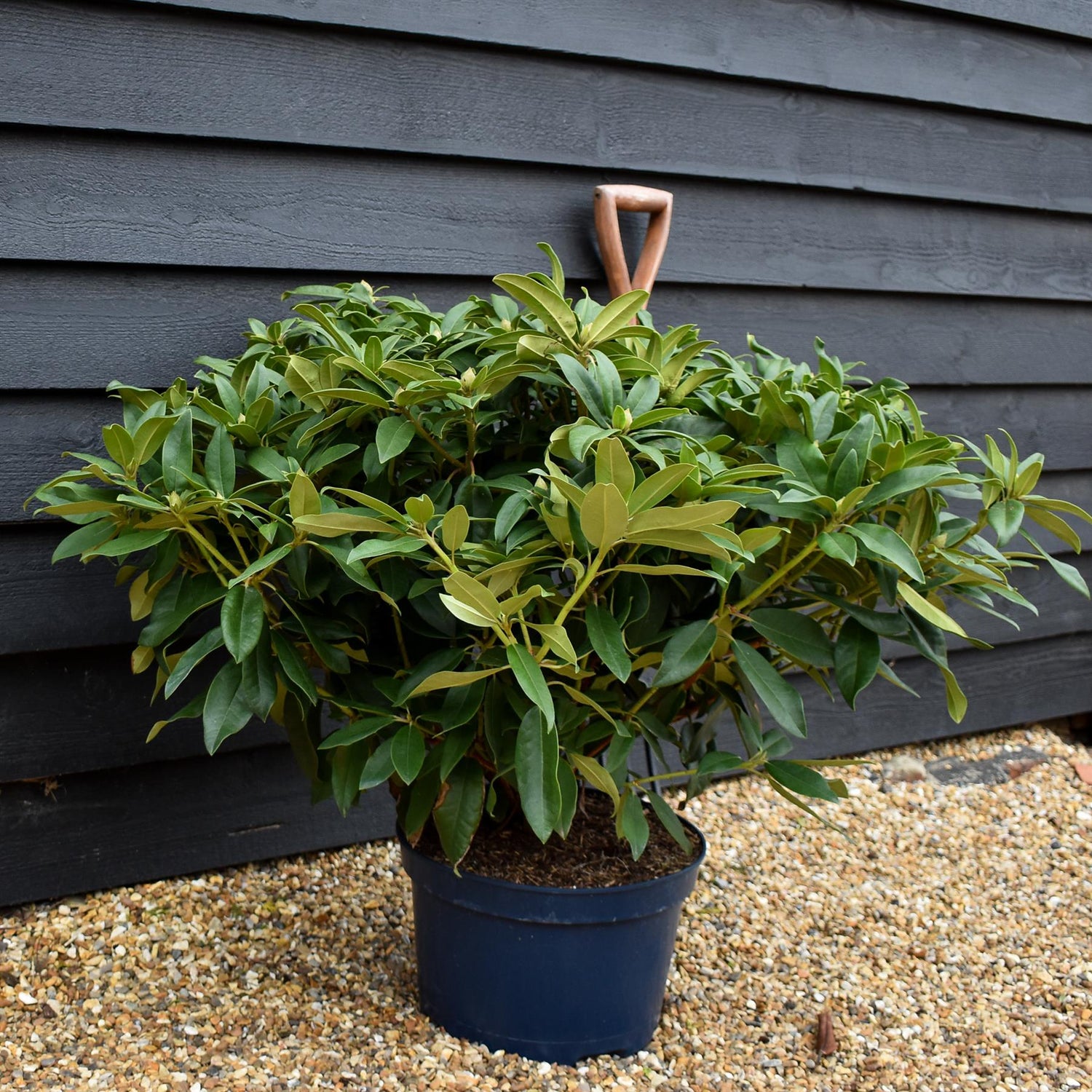 Rhododendron 'Marie Fortier' - Shrub - Height 55-65cm - Width 80-90cm - 15lt