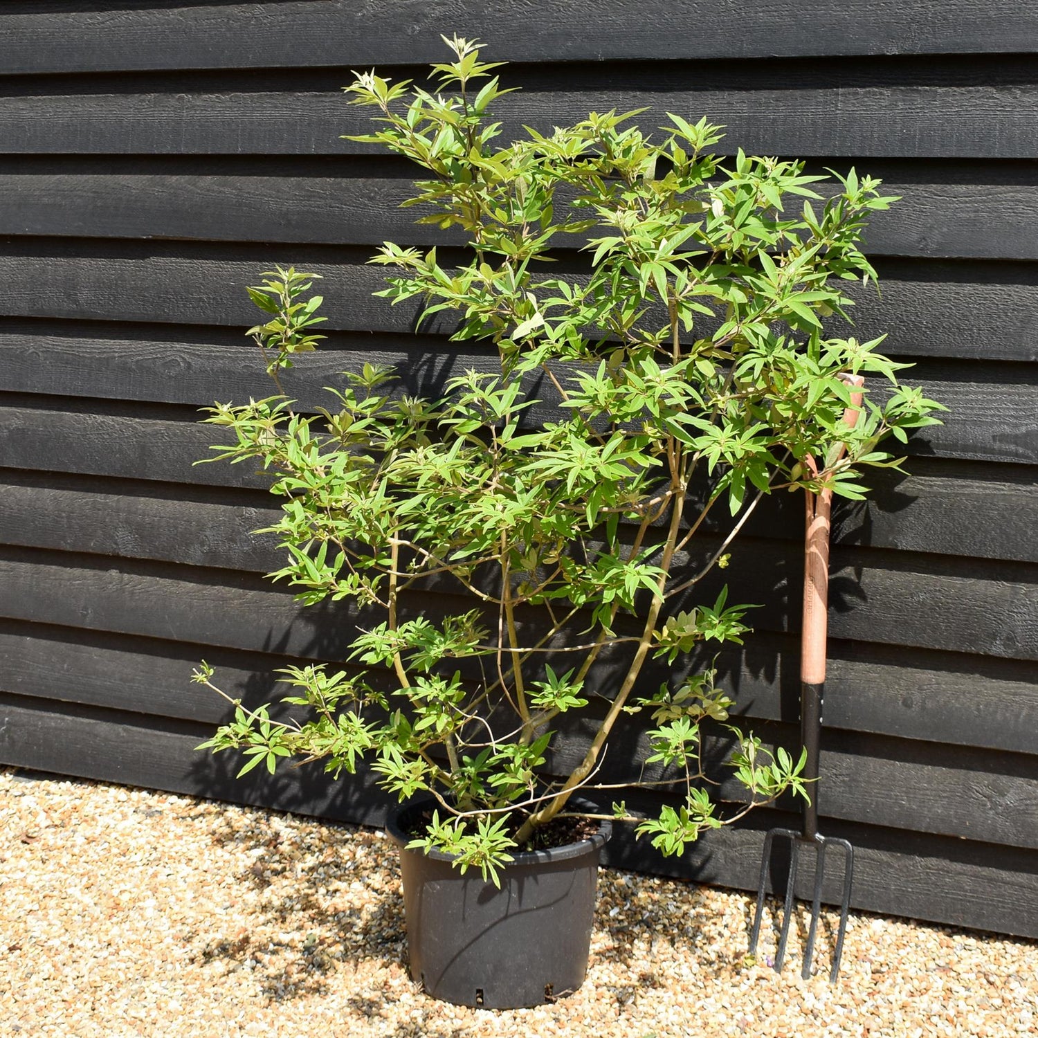 Vitex agnus-castus| Chaste tree - Height 60cm-70cm - 20lt