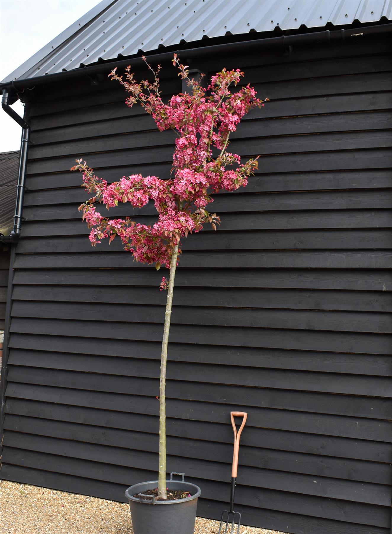 Malus 'Coccinella'