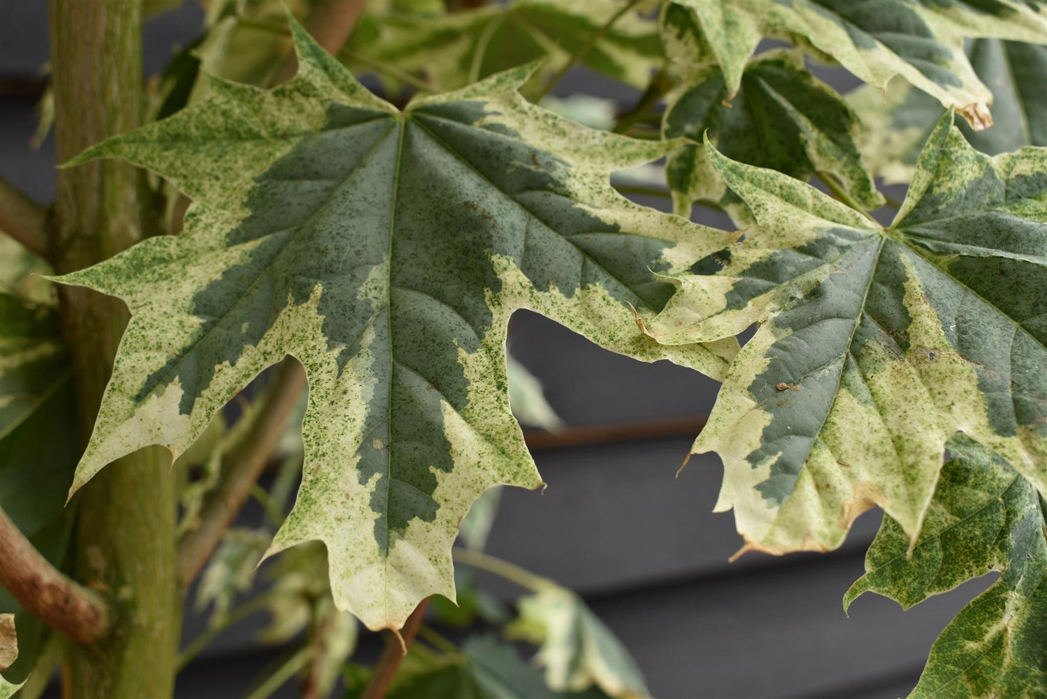 Acer Platanoides 'Drummondii' Norway Maple - Clear Stem - Girth 6-8cm - Standard - 400-420cm - 75lt