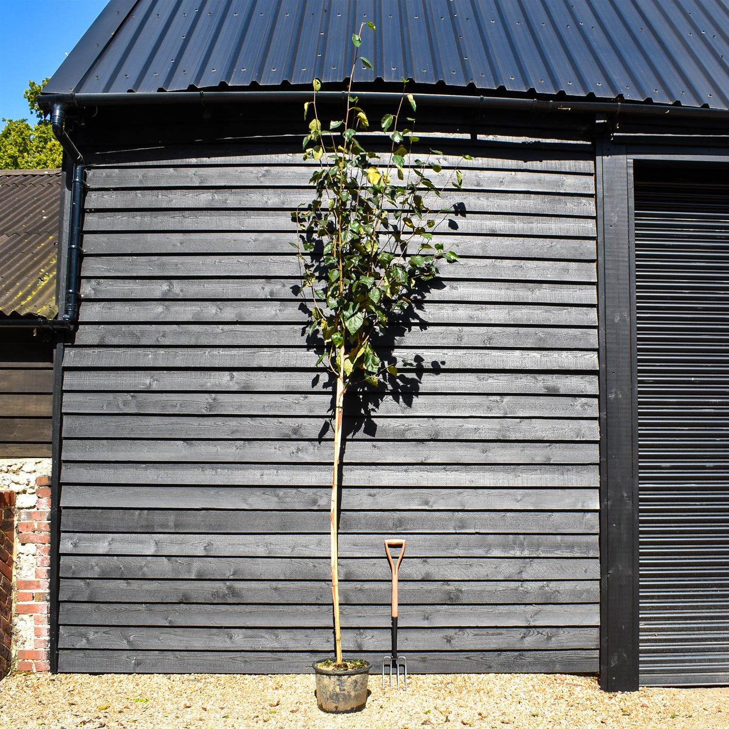 Silver birch 'Snow Queen' | Betula utilis Snow Queen - Height - 200-250cm - Girth 4-6cm - 20lt
