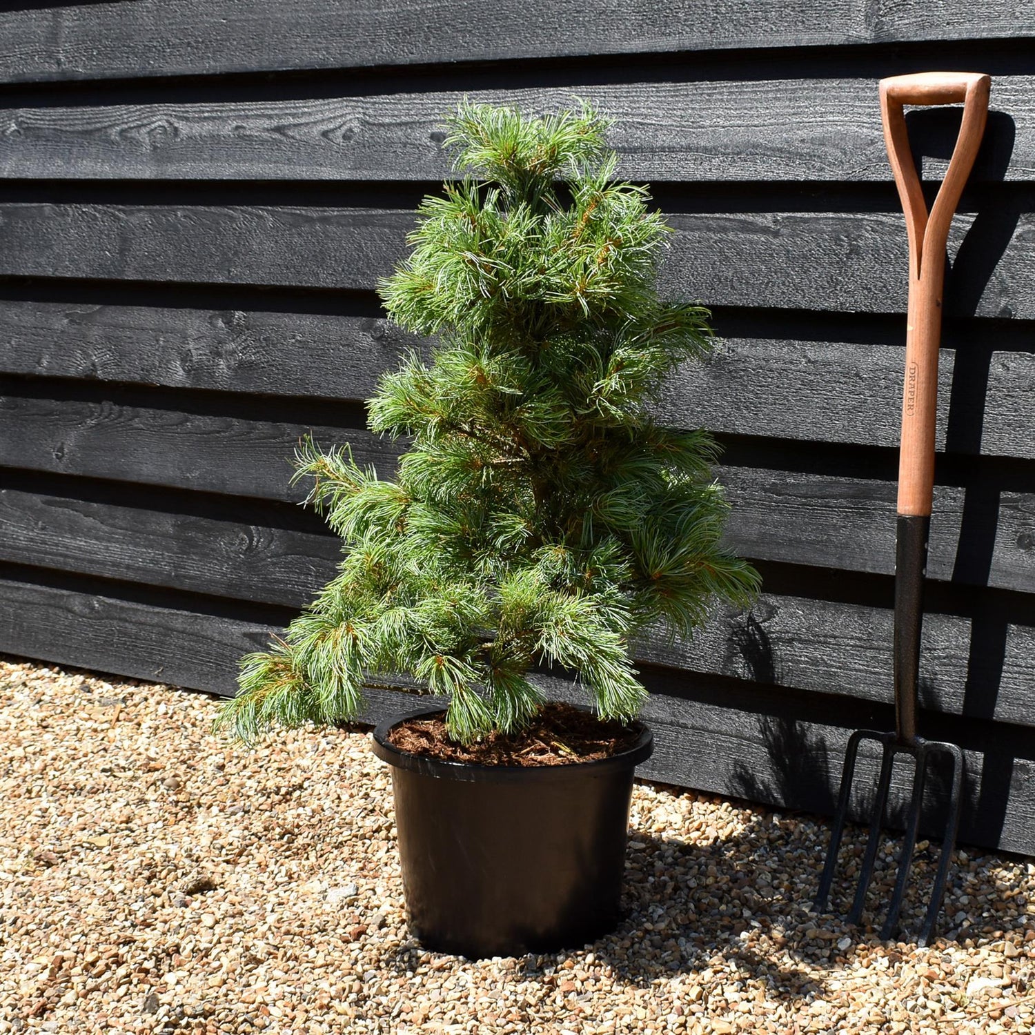 Pinus parviflora 'Bonnie Bergman' | Japanese white pine- Height 70-80cm - Width 40-50cm - 11lt