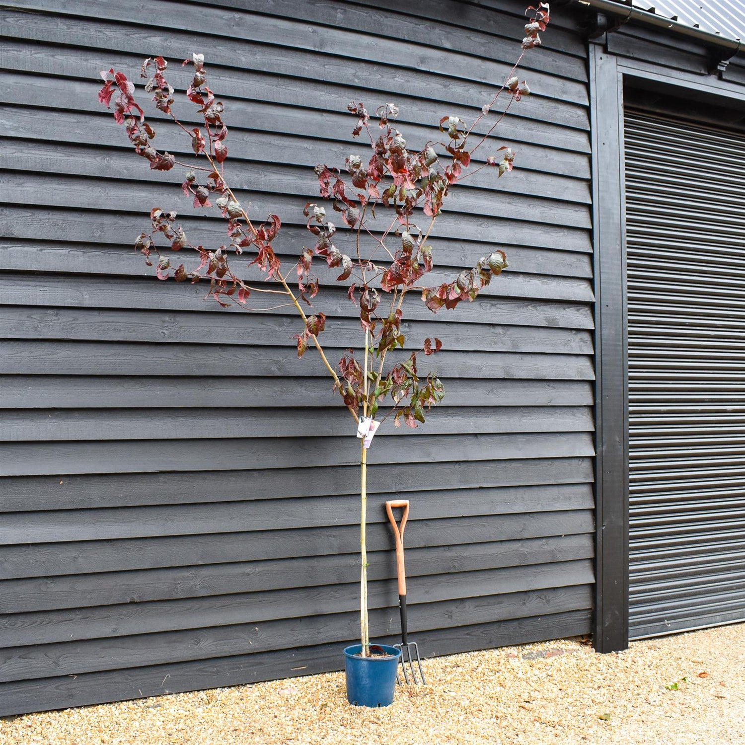 Prunus cerasifera 'Spring Glow' -  Height 180-220cm - 12lt