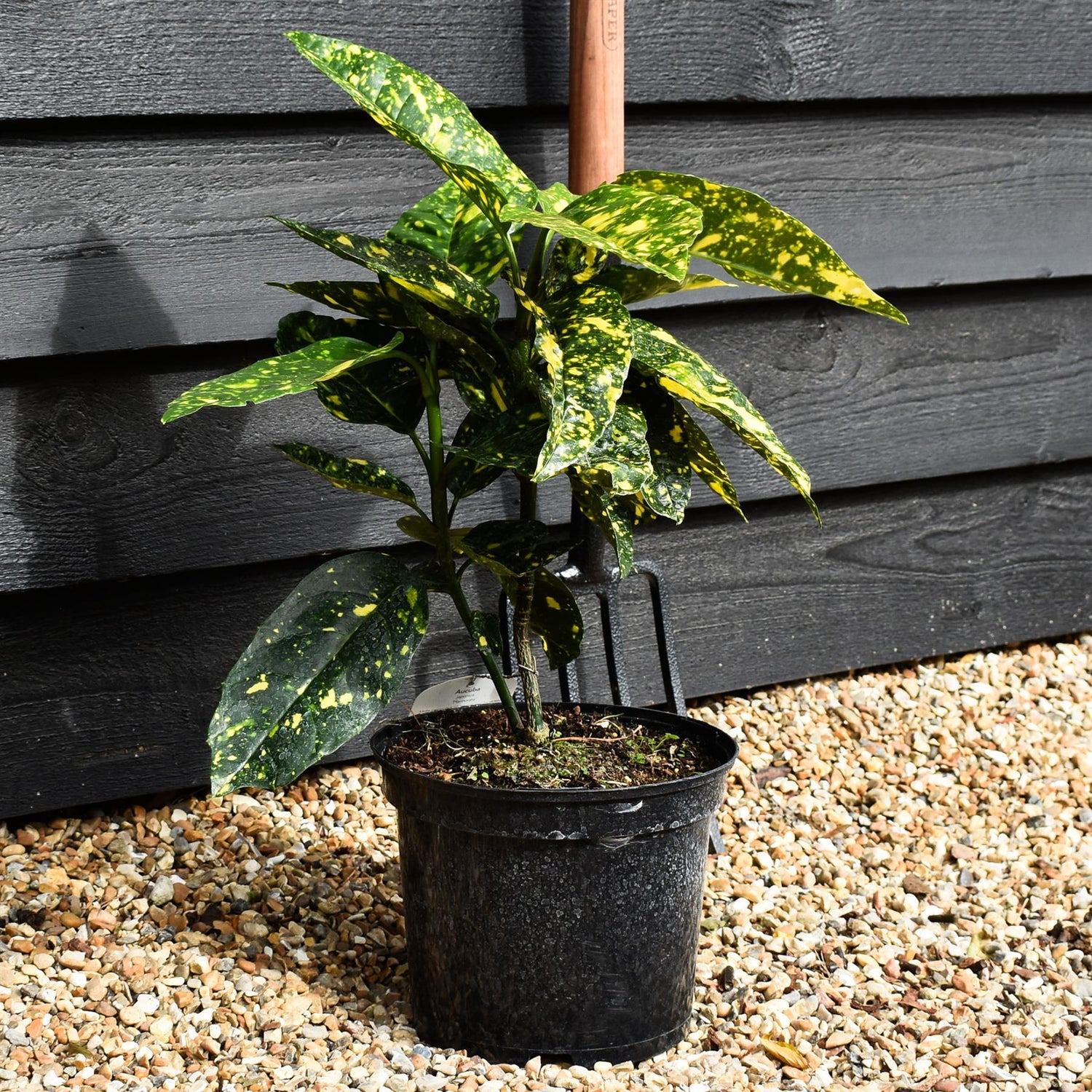 Aucuba japonica 'Mr Goldstrike' - 30-50cm, 5lt