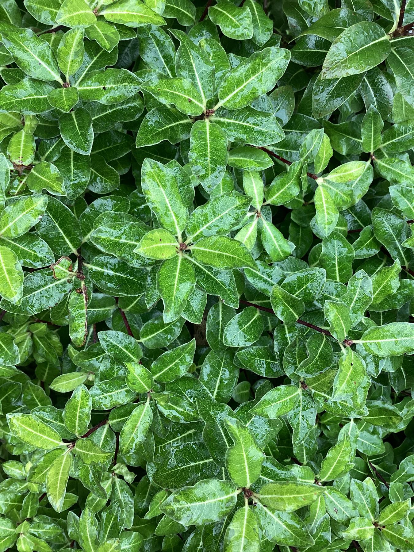 Pittosporum tenuifolium 'Gold Ball' (Golden Ball) - Height 40-60cm - Width 70-80cm - 30lt