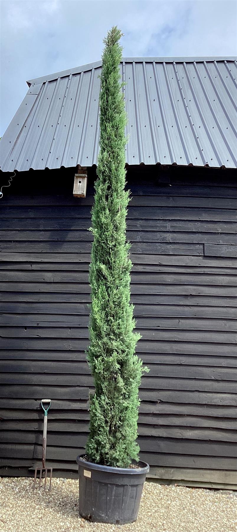 Cupressus sempervirens (Italian Cypress) - 550/580cm, 150lt
