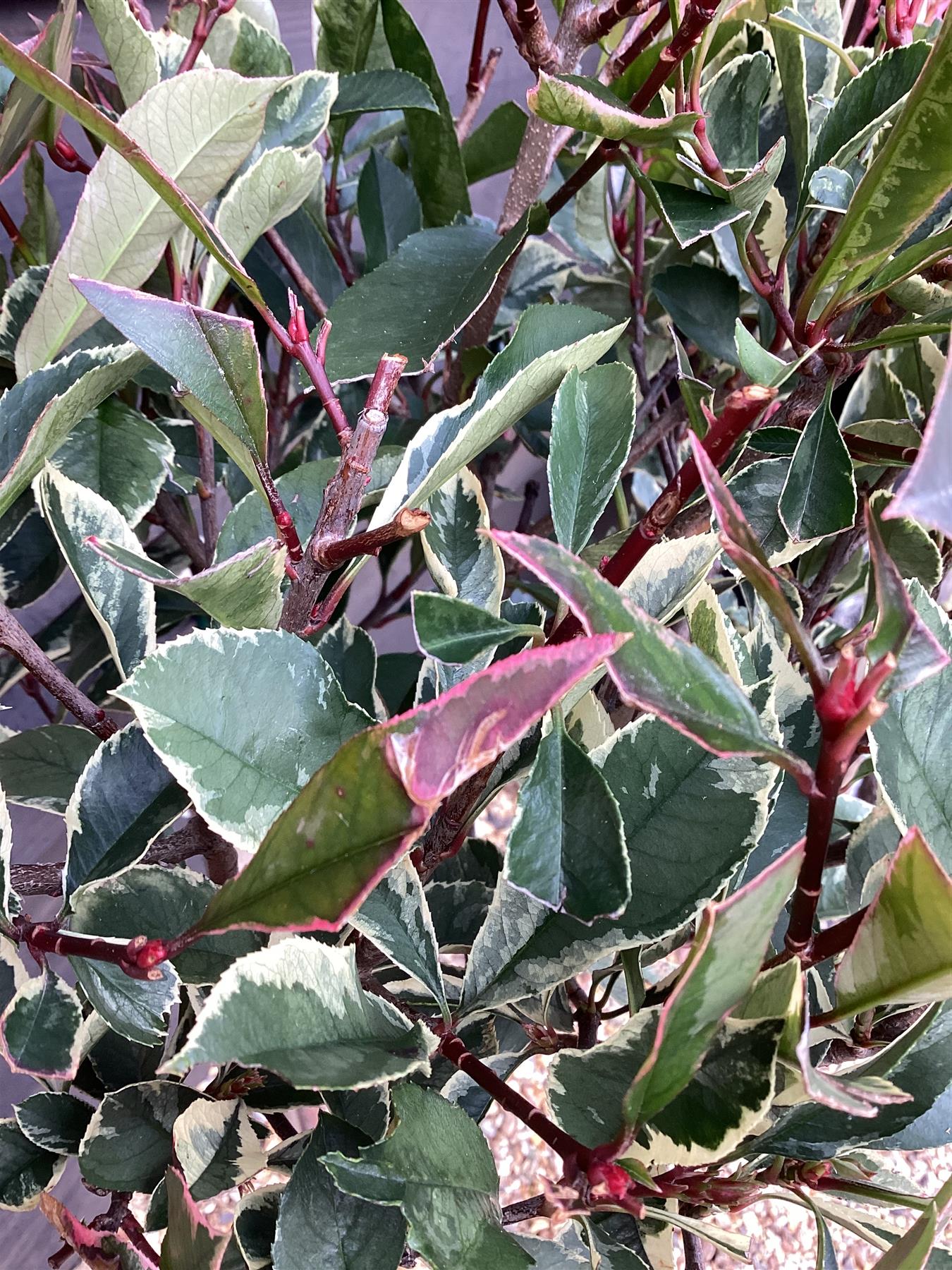 Photinia Pink Marble | Christmas berry Pink Marble 4-6cm - 170cm, 15lt