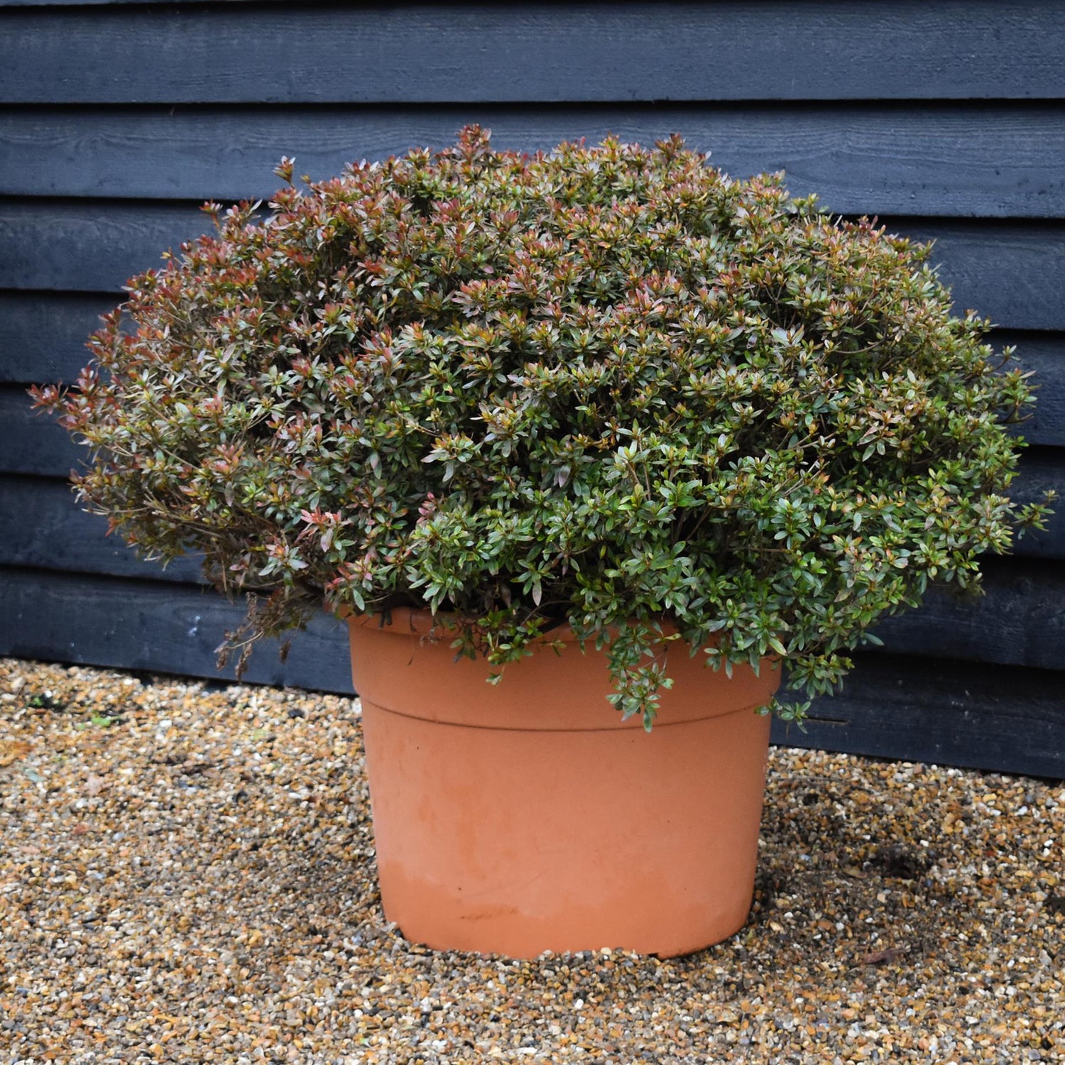 Azalea Japonica | Rhododendron - Ball -  Height 80cm - Width - 100cm - 85lt