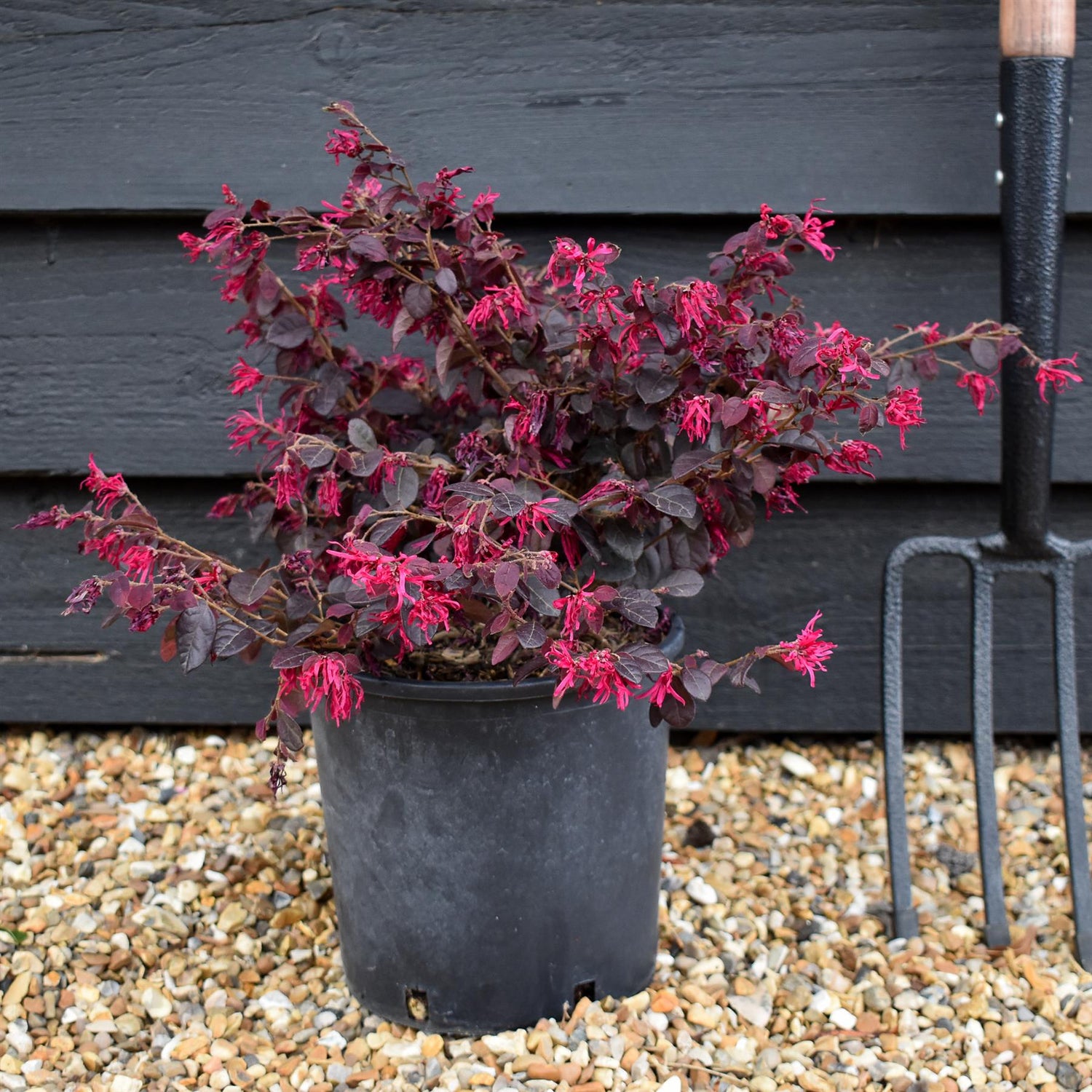 Loropetalum chinense Black Pearl | Chinese Fringe Flower -  Height 25-35cm - 3lt