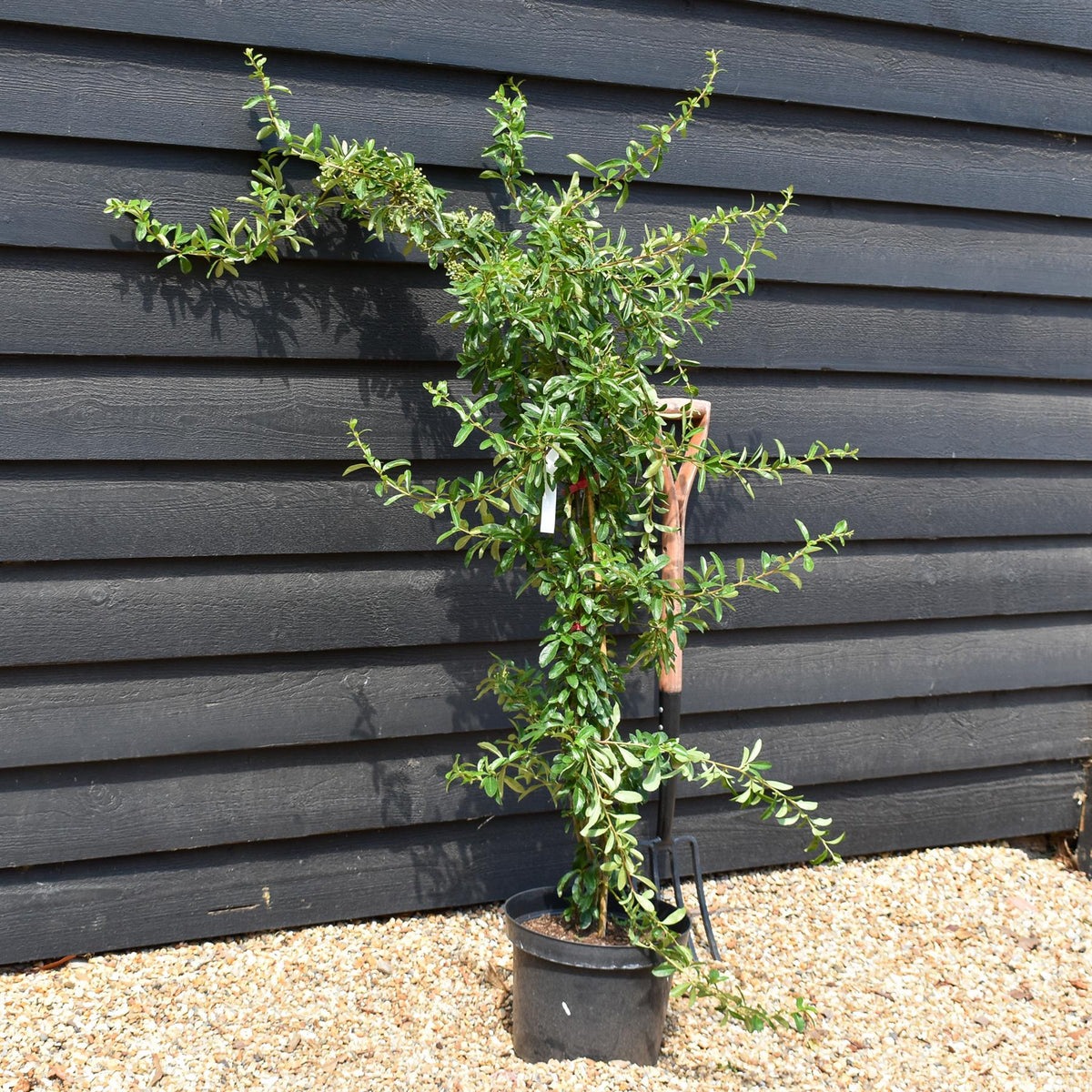 Pyracantha 'Orange Glow'  | Orange Firethorn 30-90cm - 10lt