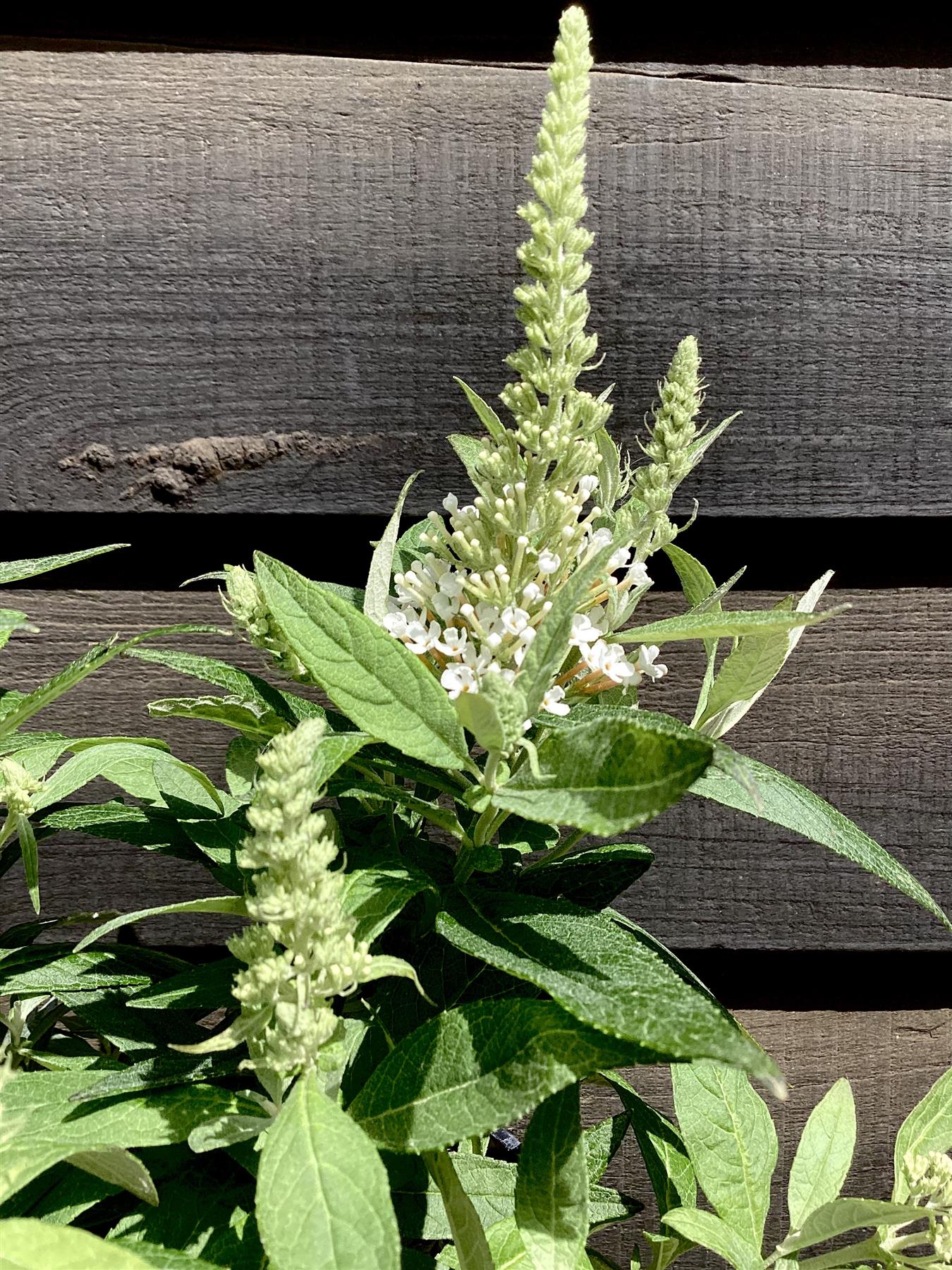 Buddleja 'Butterfly Candy Little White' | Butterfly Candy Little White 10-20cm - 3lt