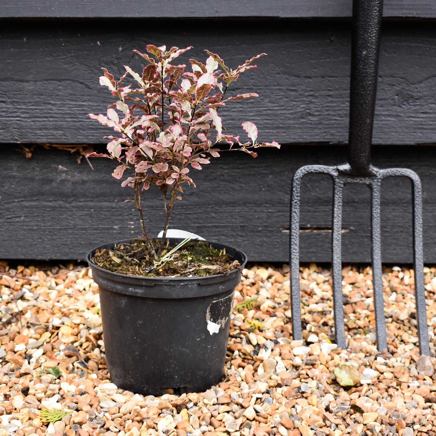 Pittosporum tenuifolium 'Elizabeth' -  Height 25-35cm - 2lt