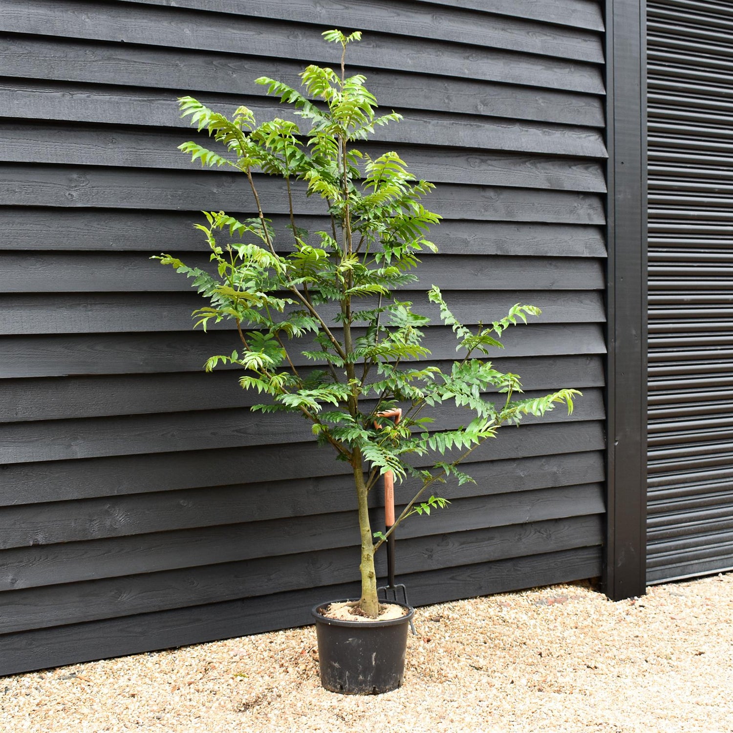 Caucasian wingnut | Pterocarya fraxinifolia - Height 220-250cm - Girth 12-14cm - 45lt