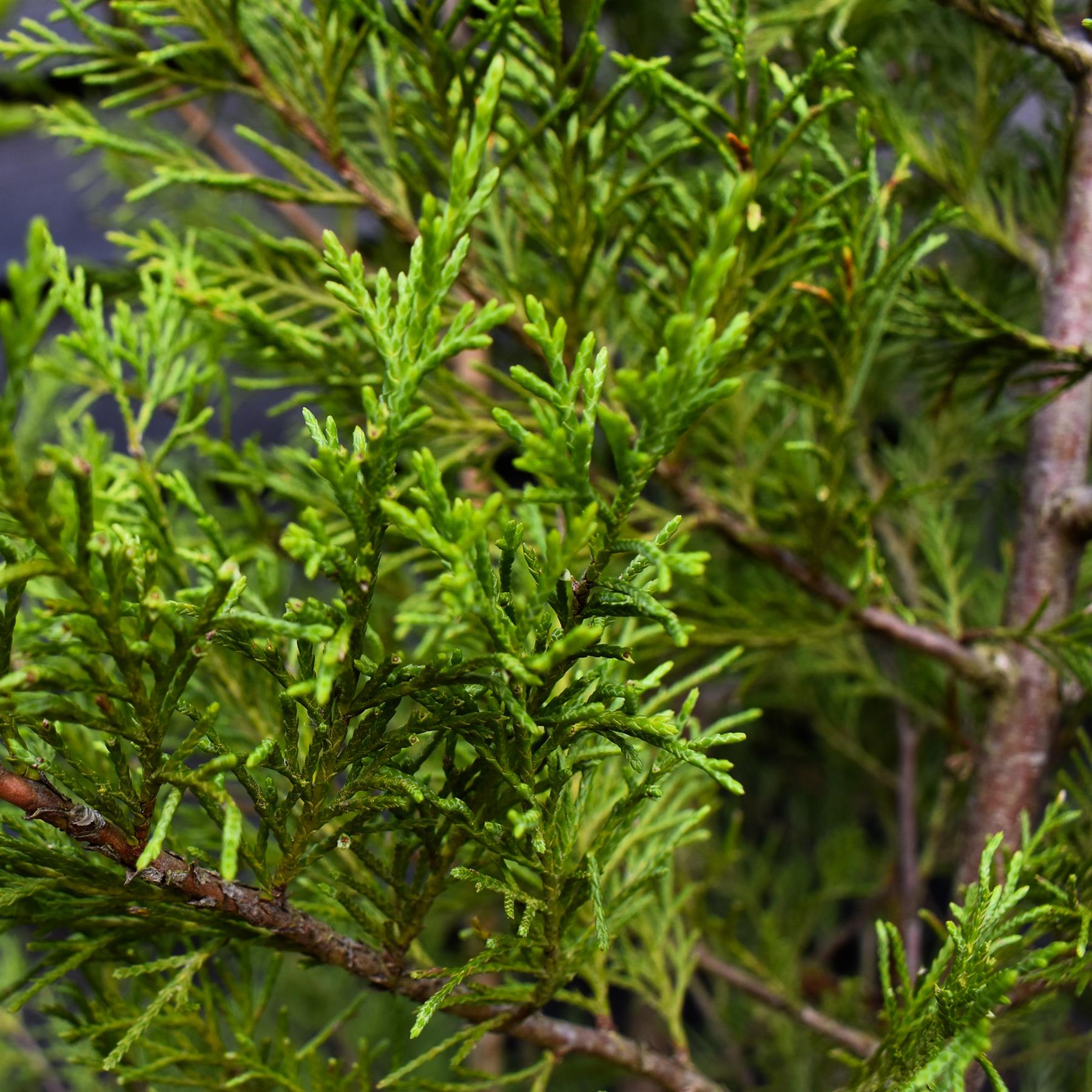 Leyland Cypress - 130-180cm, 20lt – Arundel Arboretum