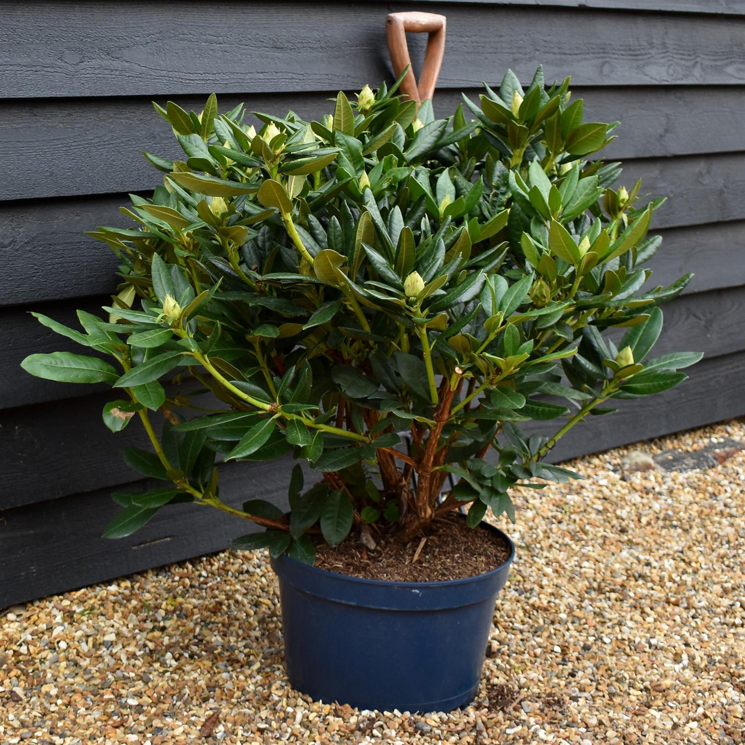 Rhododendron 'Cosmopolitan' - Shrub - Height 55-65cm - Width 80-90cm - 15lt