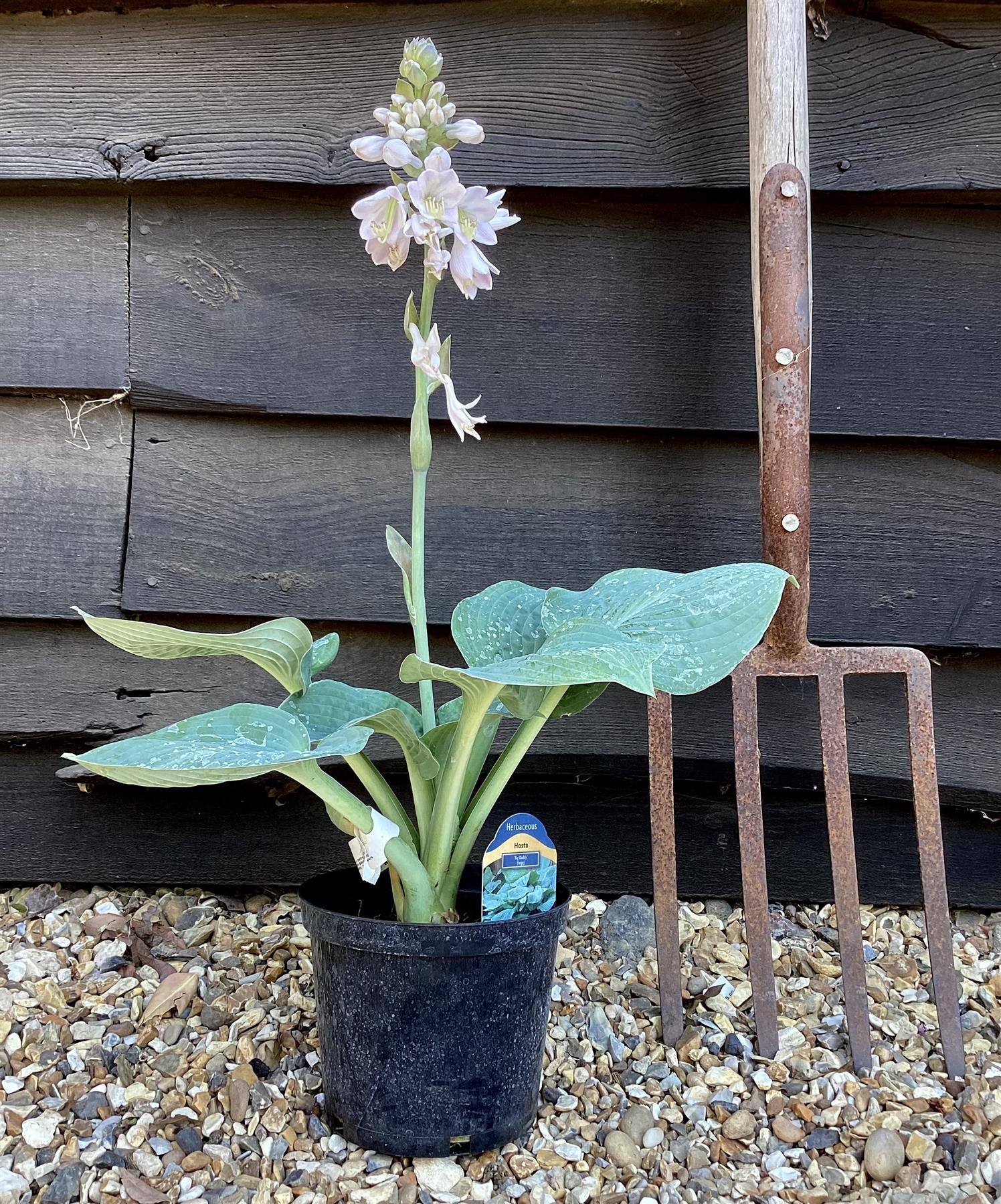 Hosta Big Daddy | Plantain Lily 'Big Daddy' - 10-20cm, 2lt