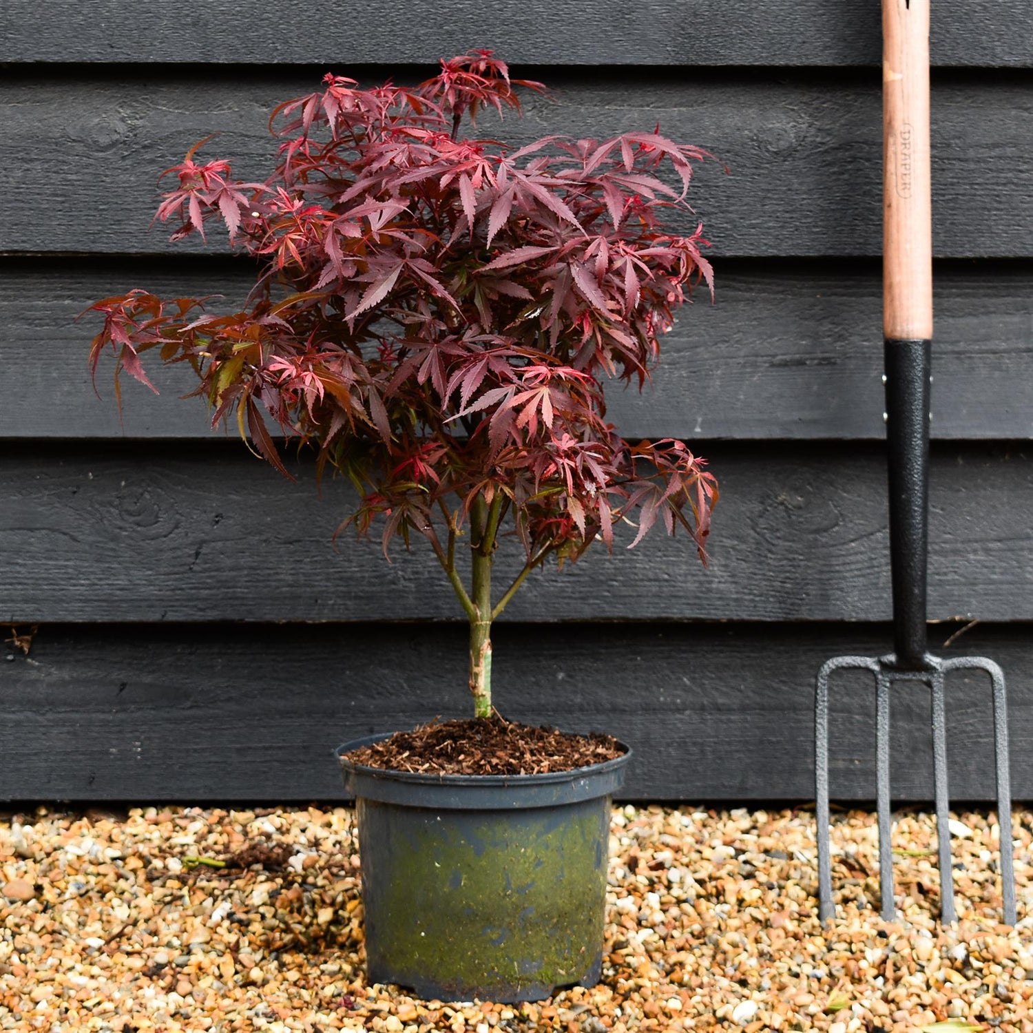 Japanese maple 'Shaina' | Acer palmatum -Tree - Height 50-60cm - 5lt
